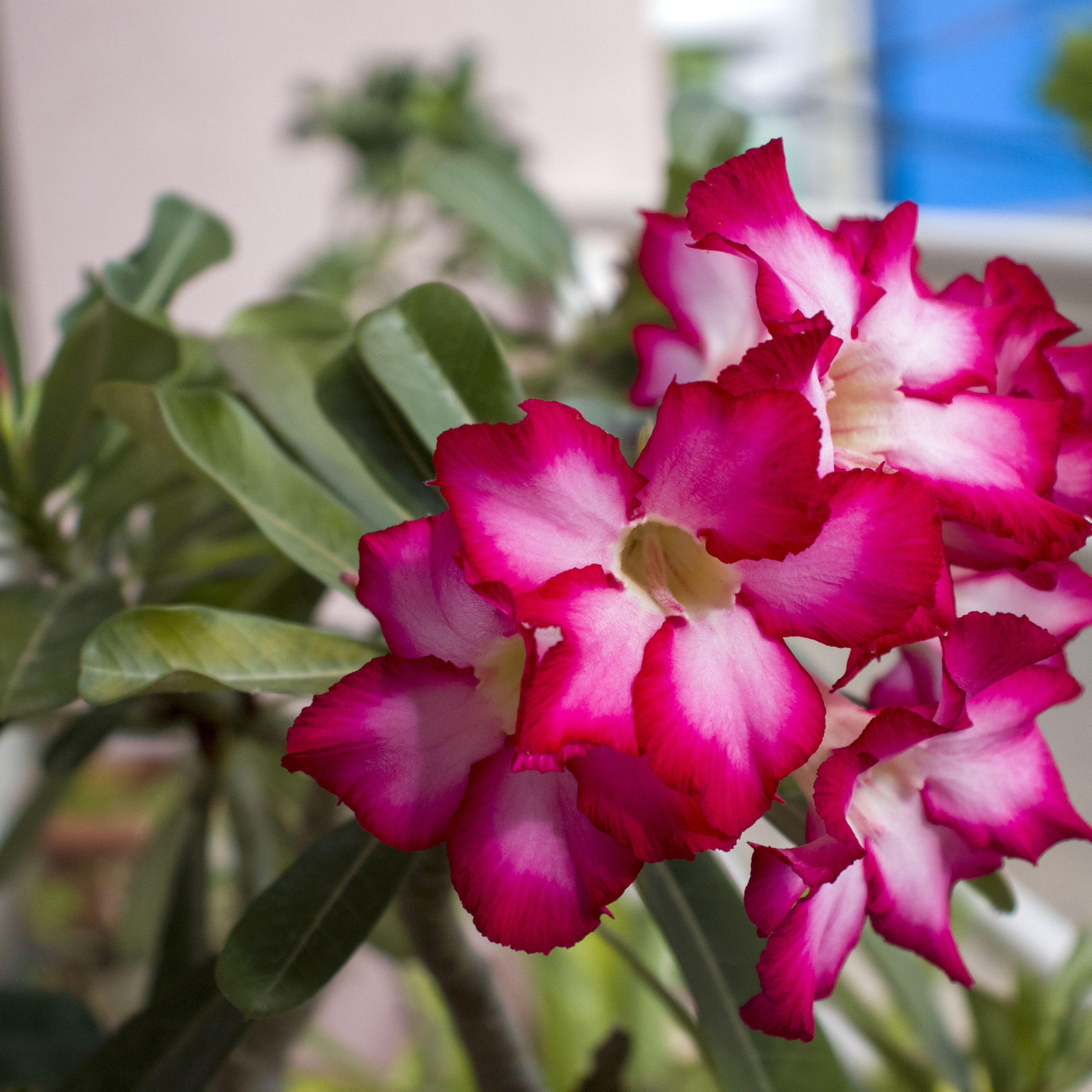 A última estrofe Cândido das Neves