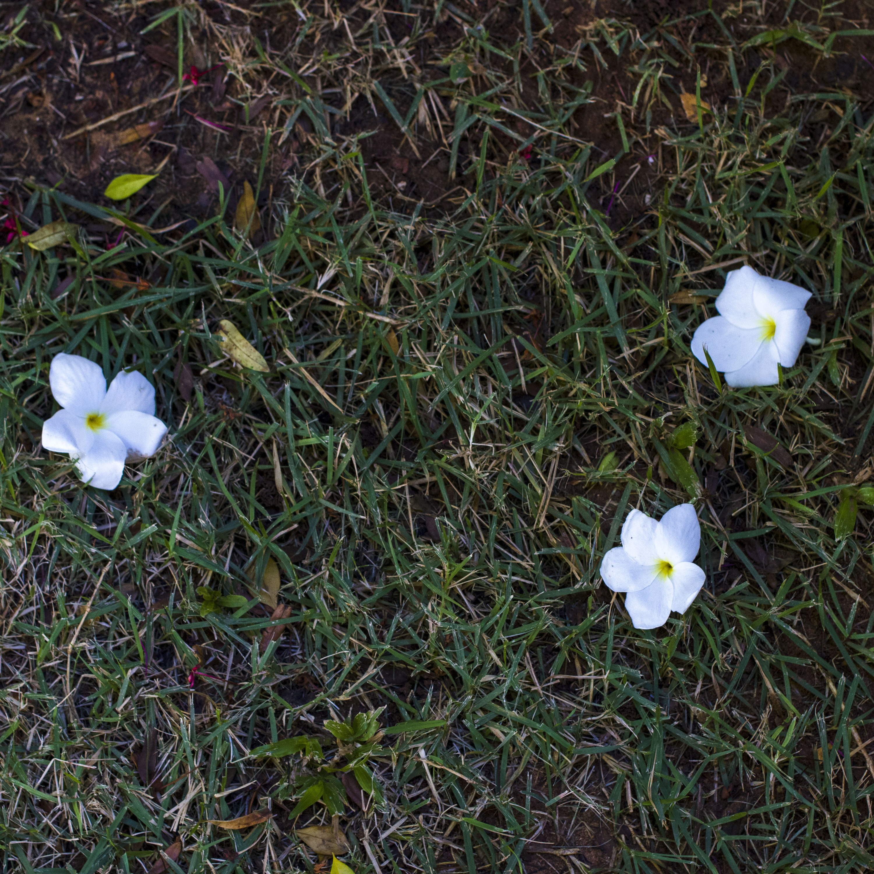 A caravana Luiz Guimarães Júnior