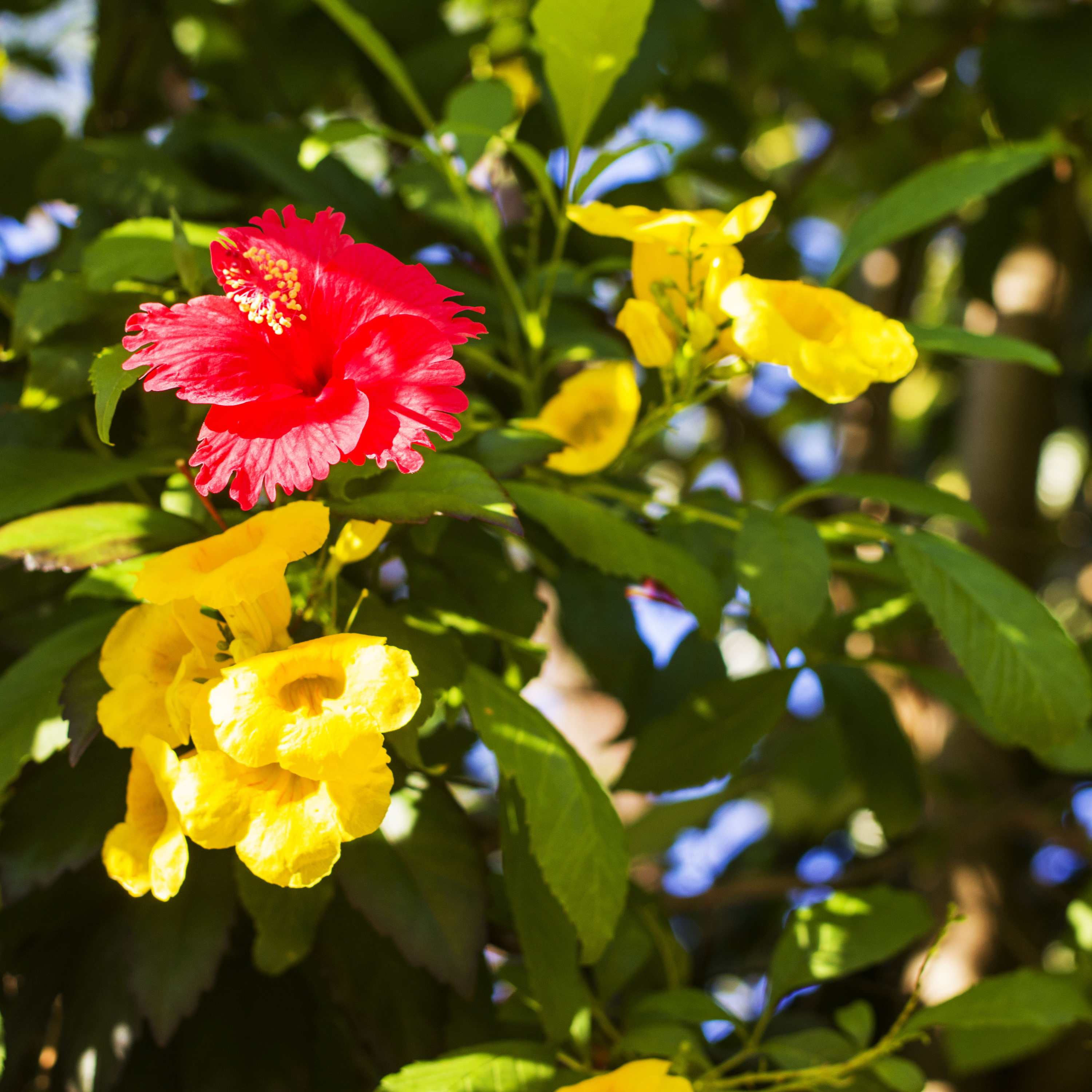 Beijo eterno Castro Alves