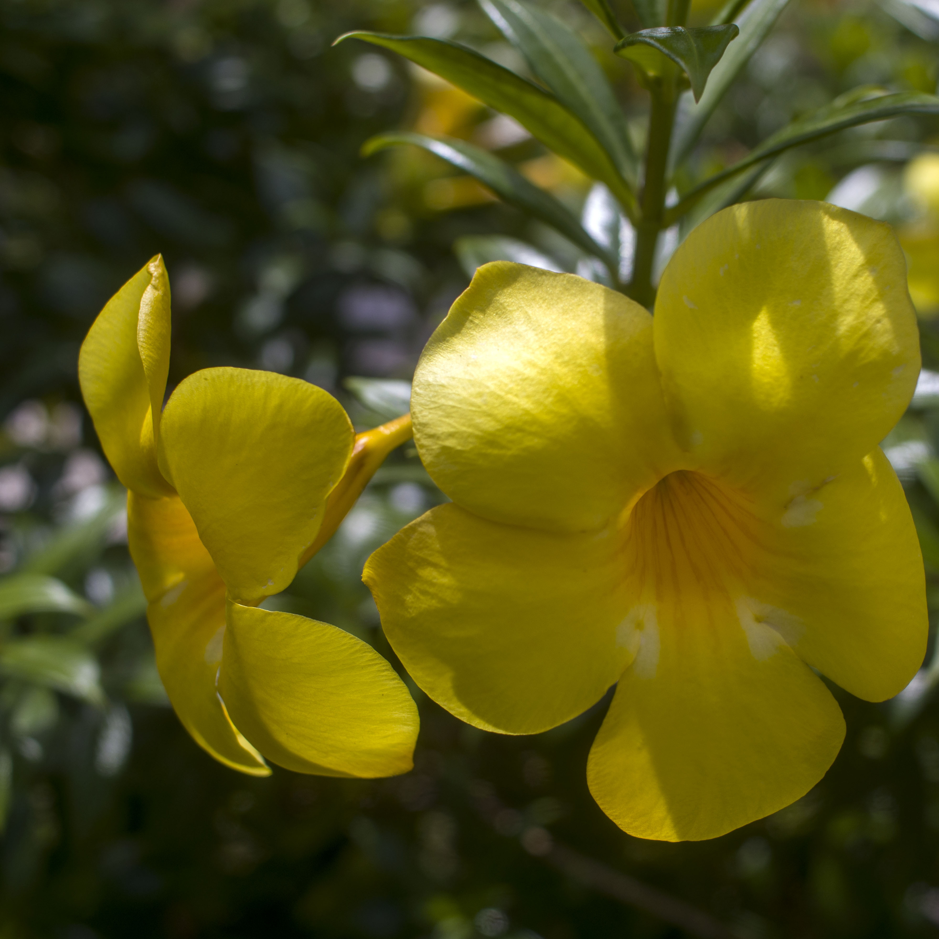 Brincar de viver Guilherme Arantes