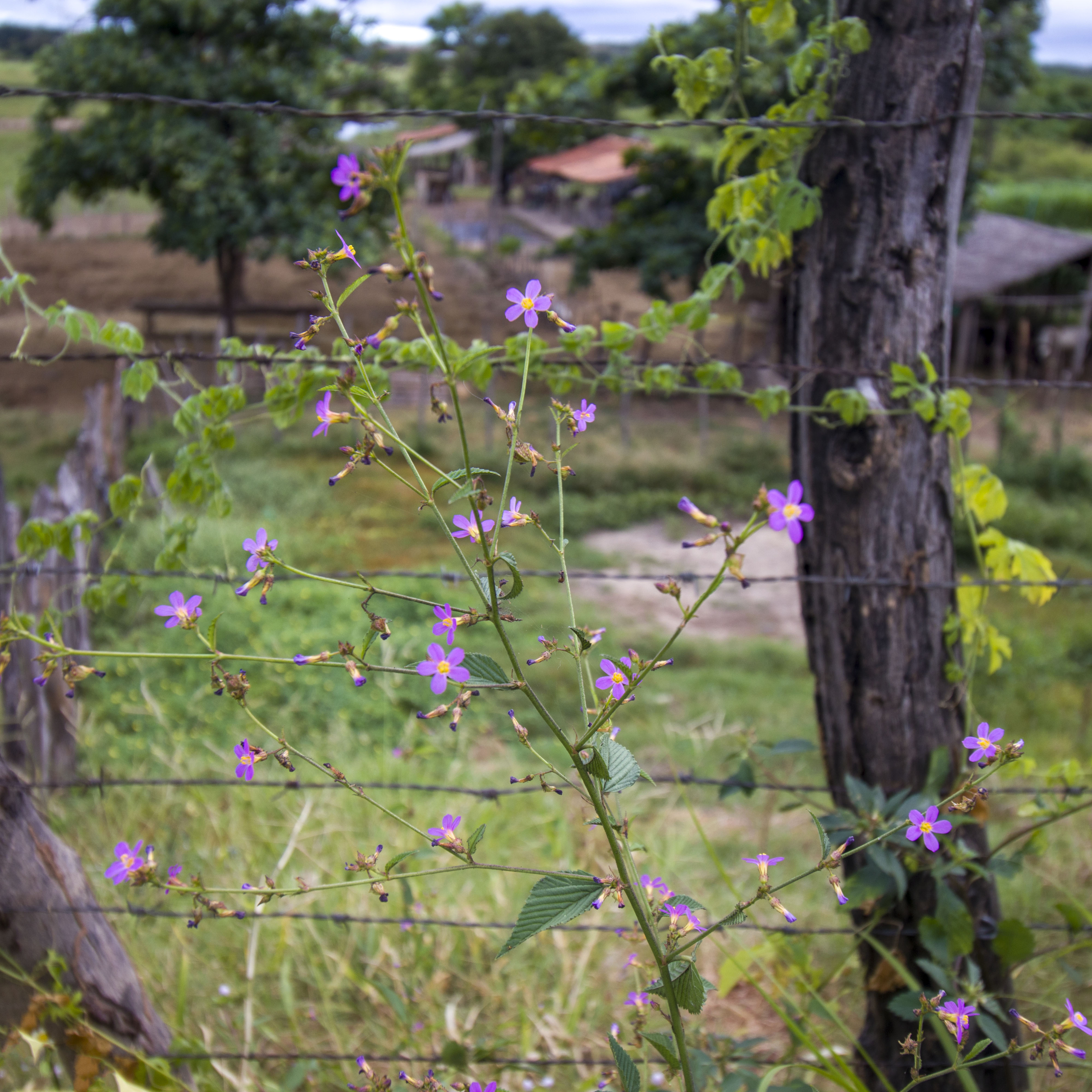 Baião de dois Luiz Fidelis