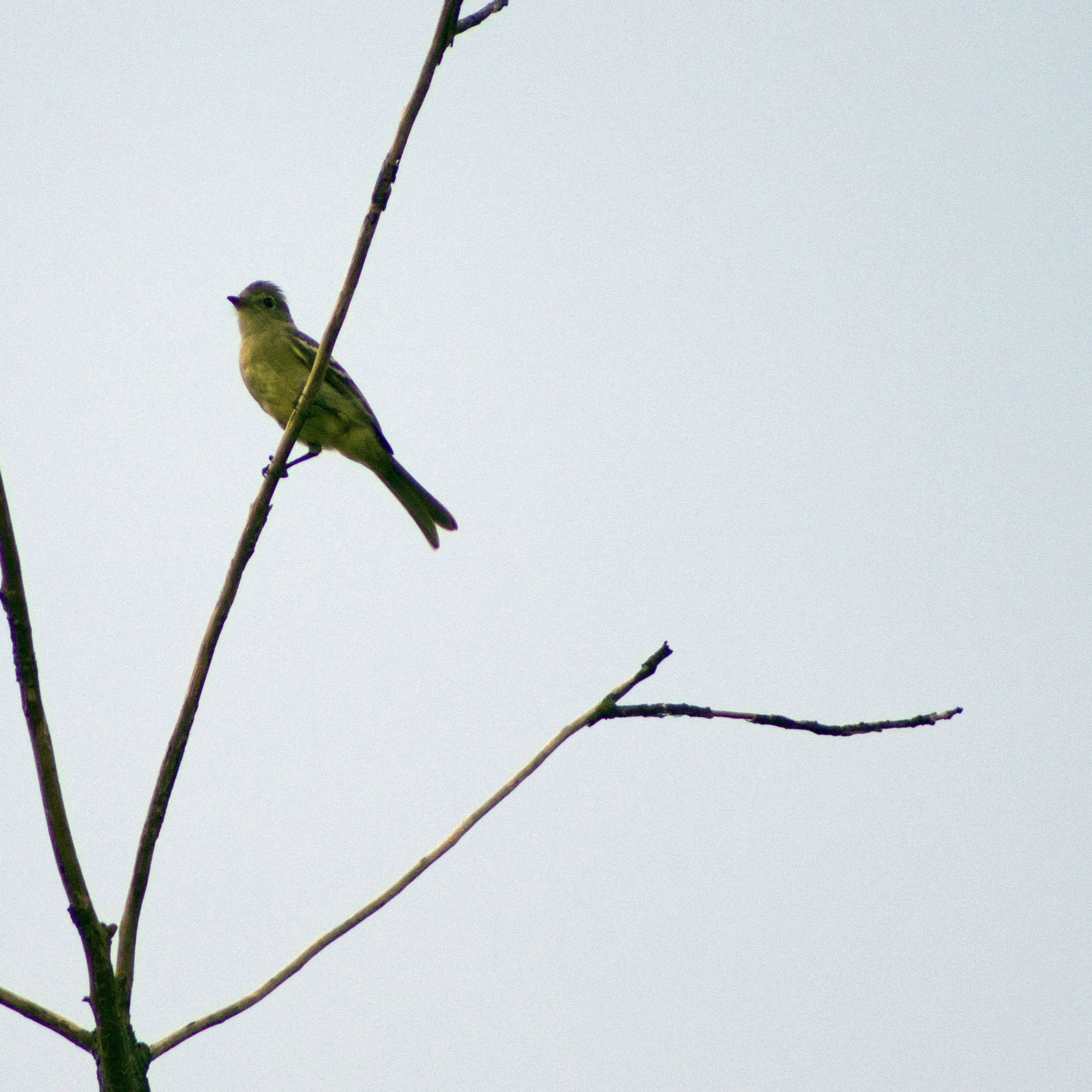 Meu povo, meu poema Ferreira Gullar