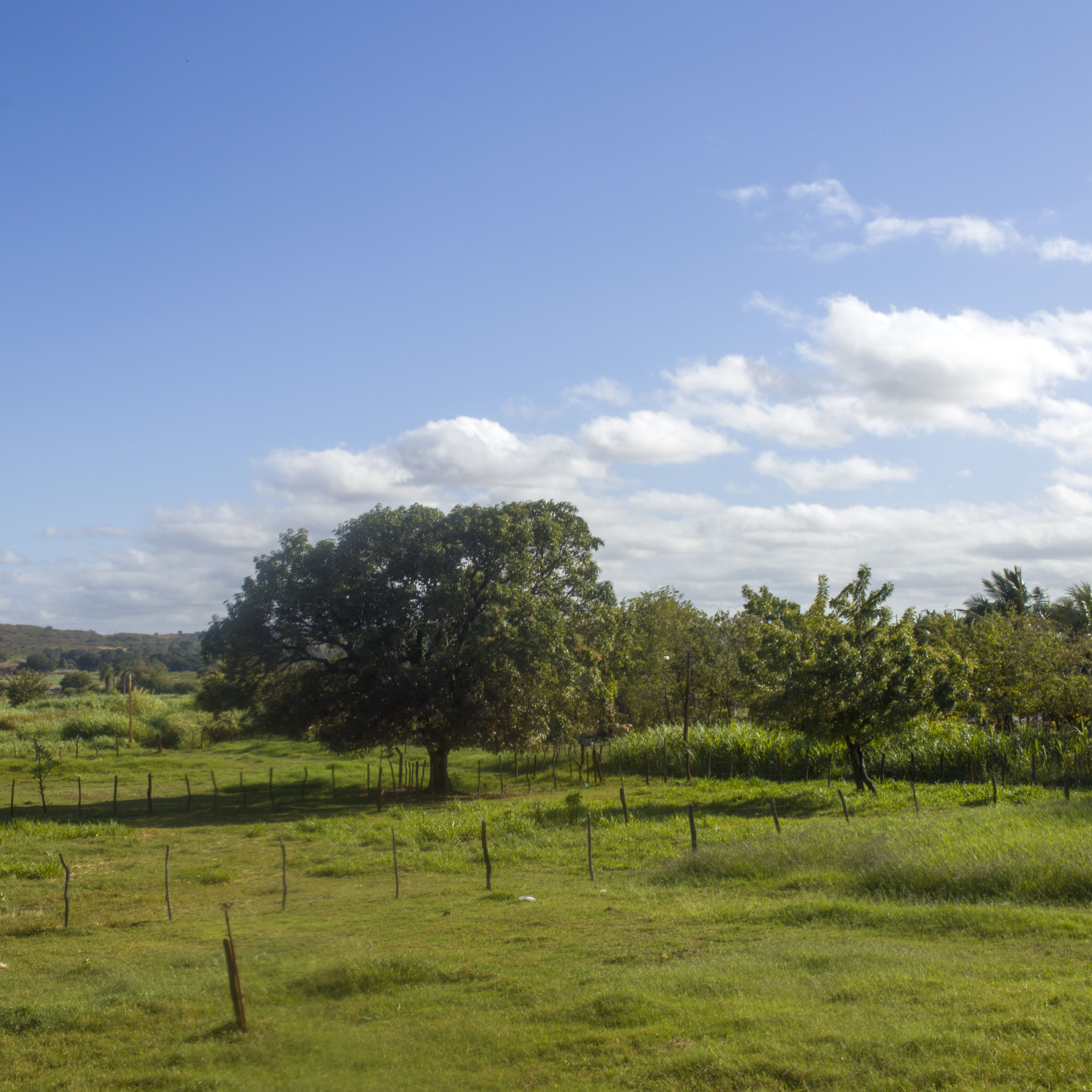 Vá Com o Sol, o Vento, a Luz e Os Anos Abidoral Jamacaru