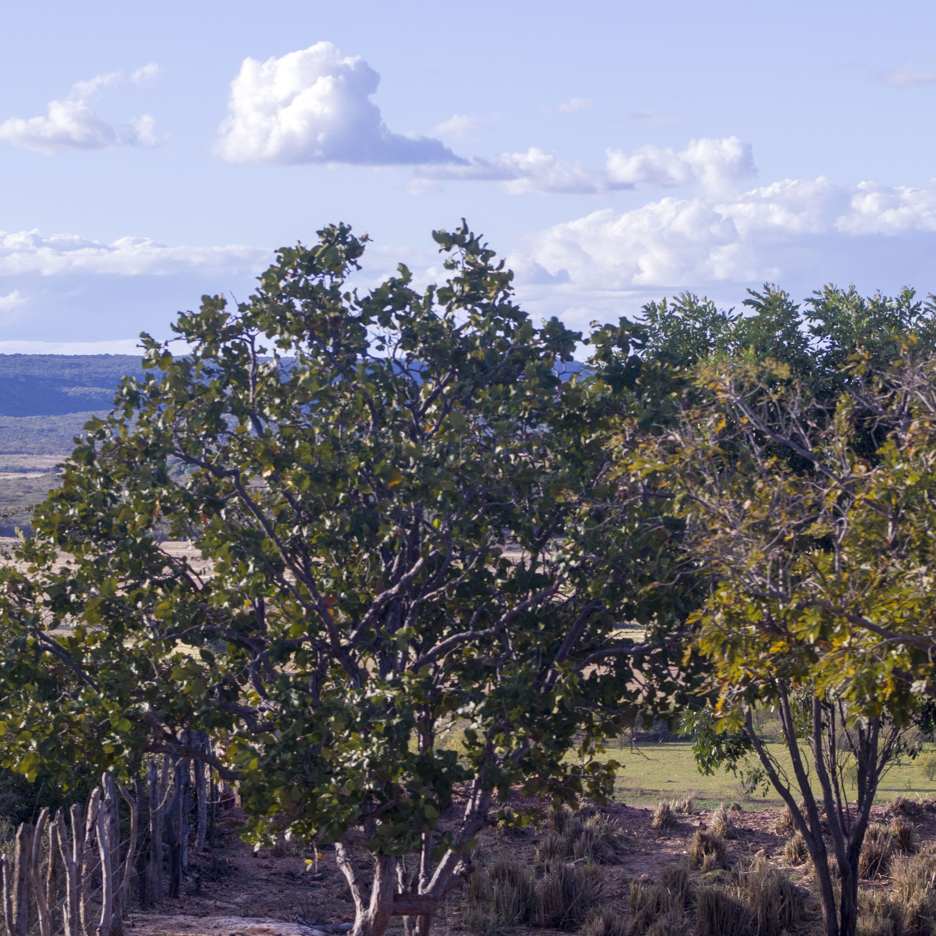 Poema sertanejo Geraldo Meirelles e Tony Damito