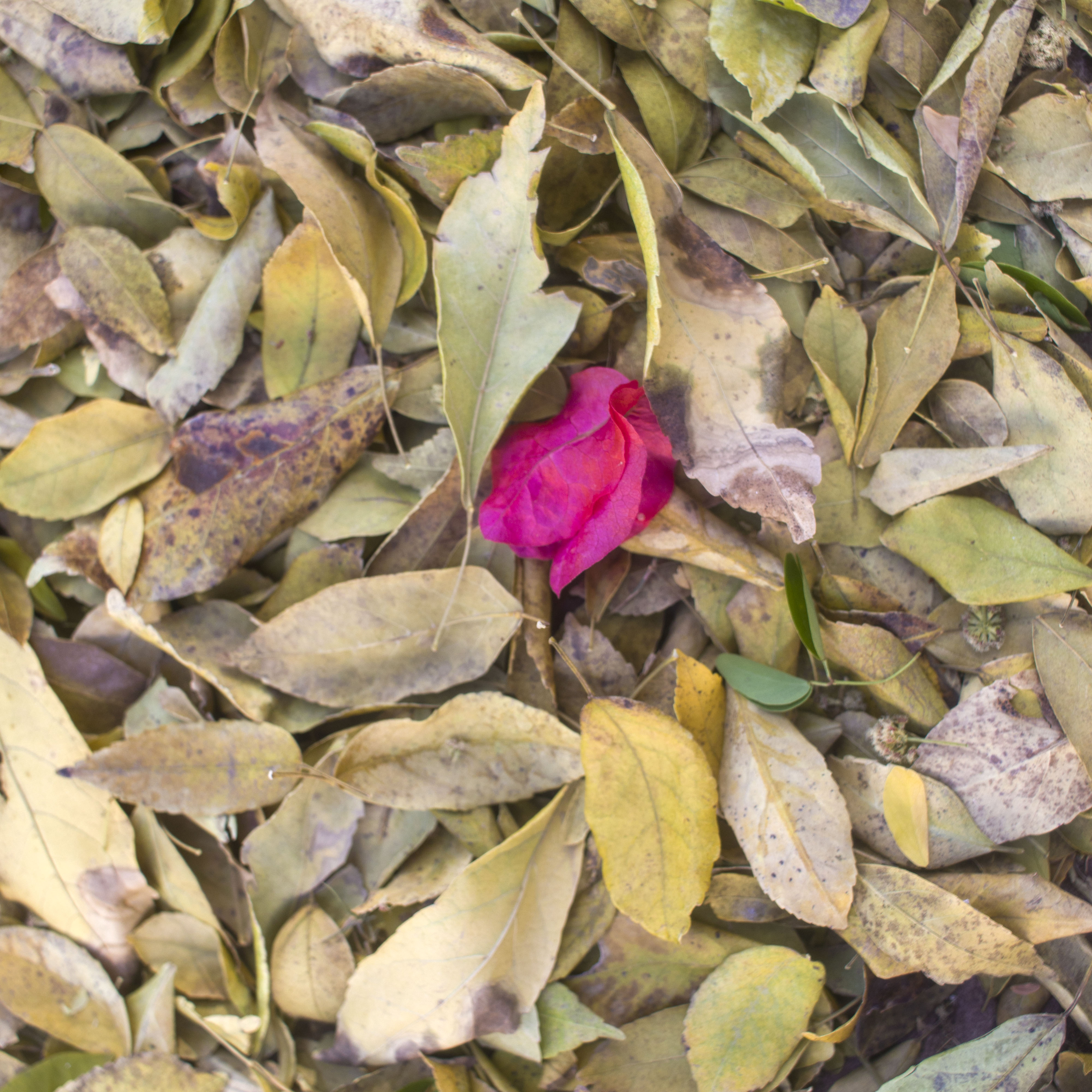 A voz do morro Zé Keti