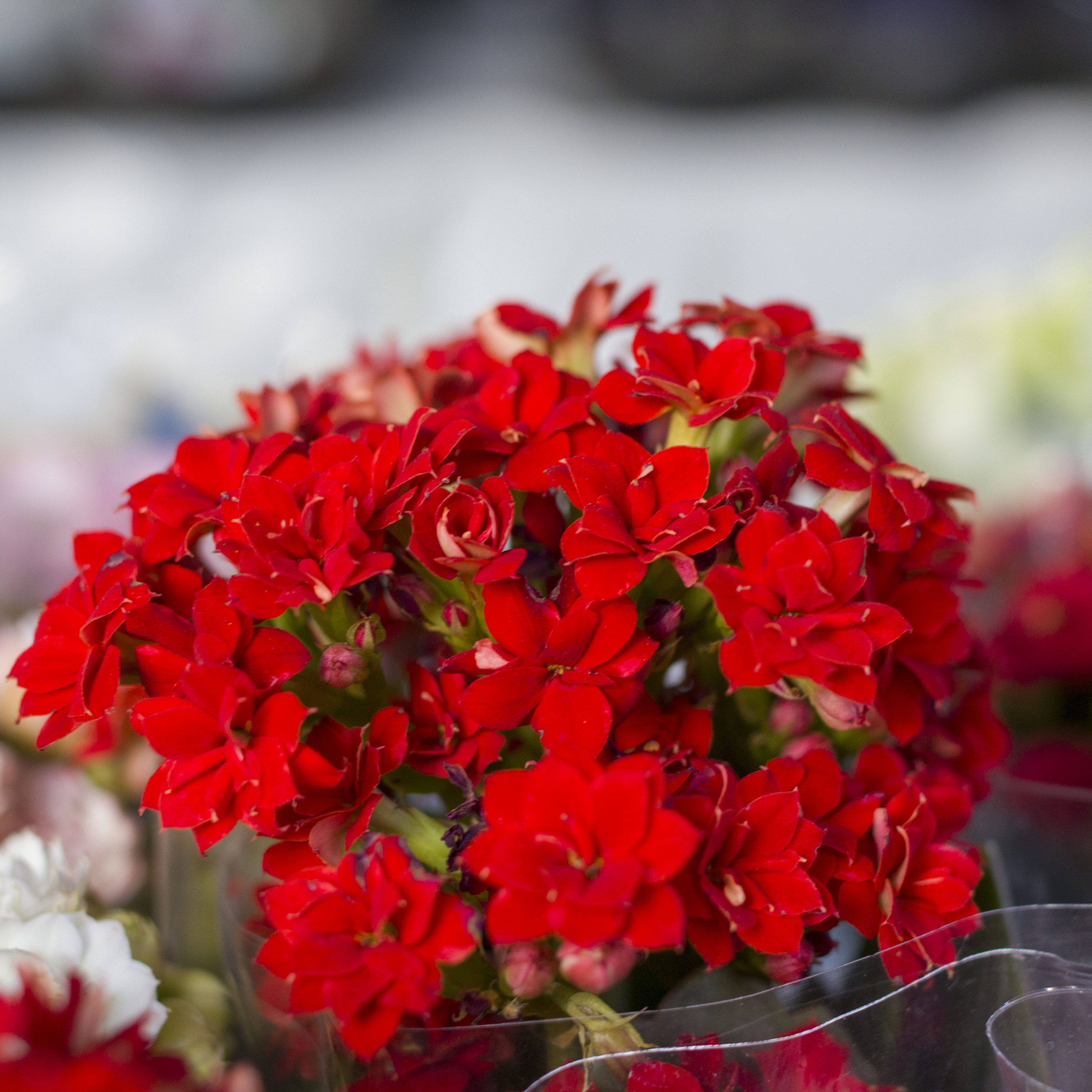 Chuva de prata Ed Wilson e Ronaldo Bastos