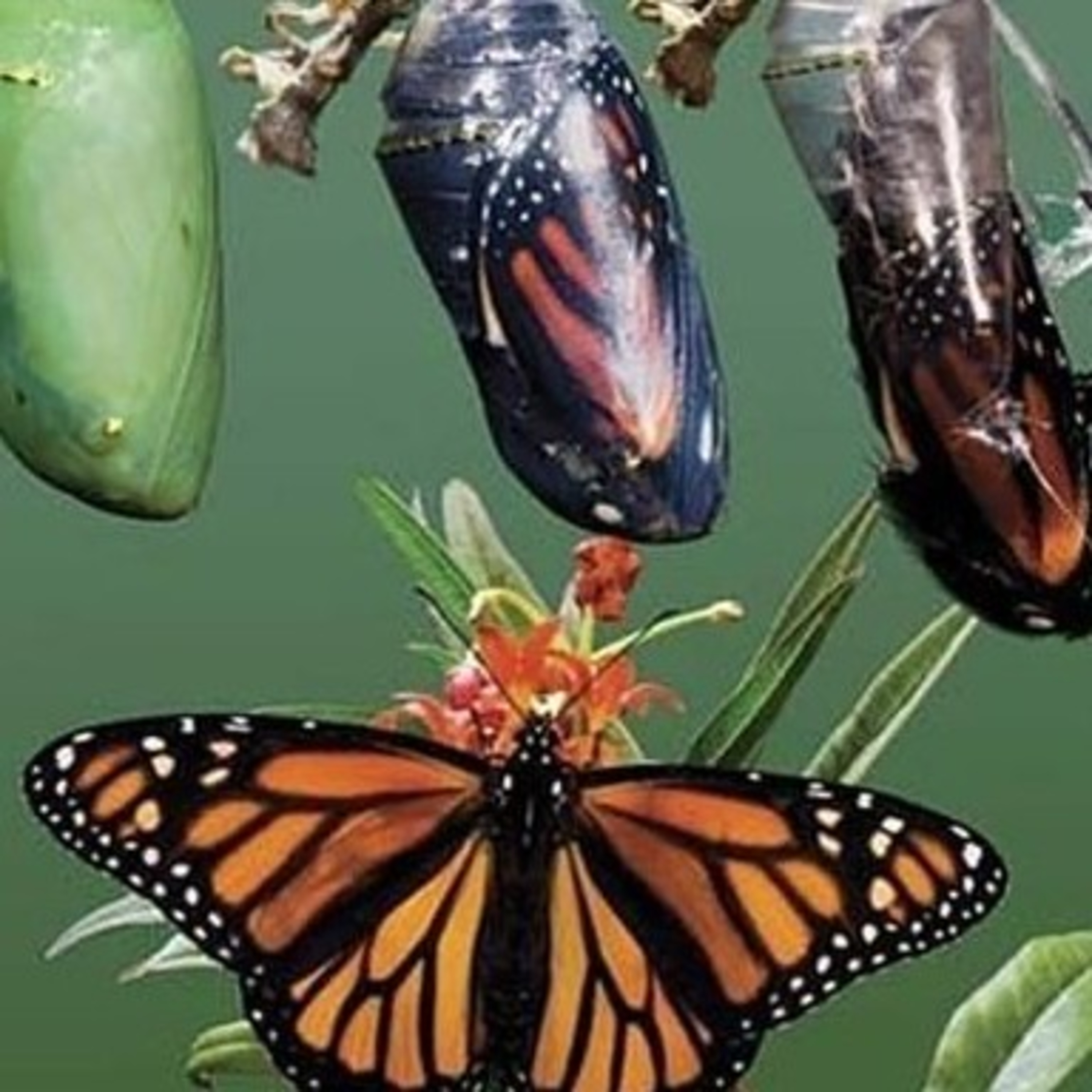 Mariposas Monarcas  episode artwork