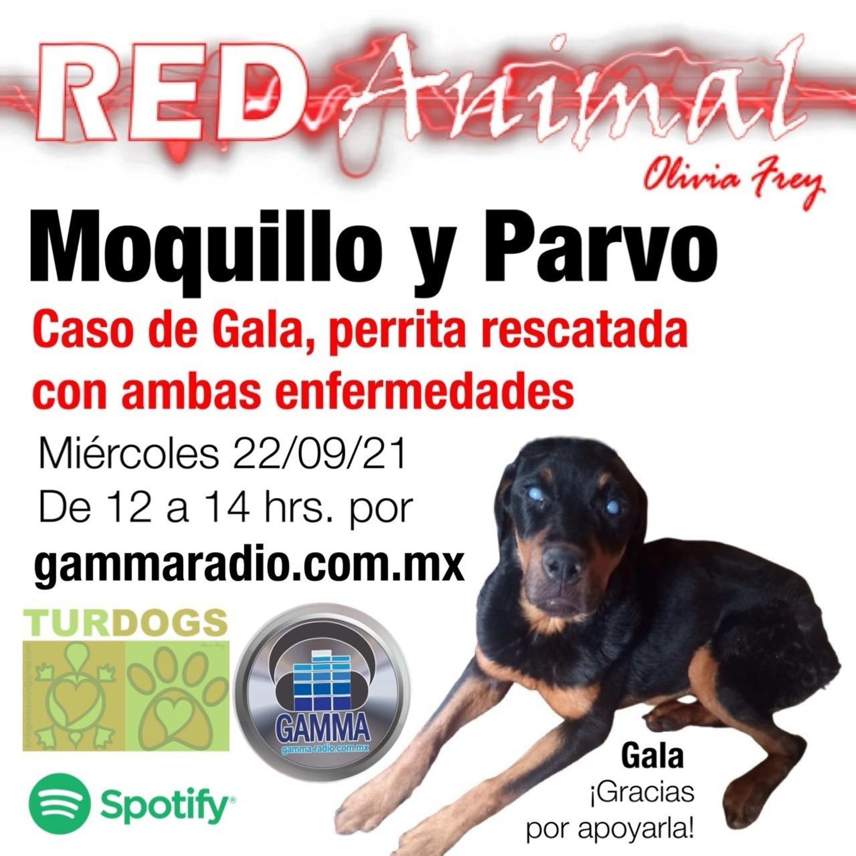 RED ANIMAL CON OLIVIA FREY