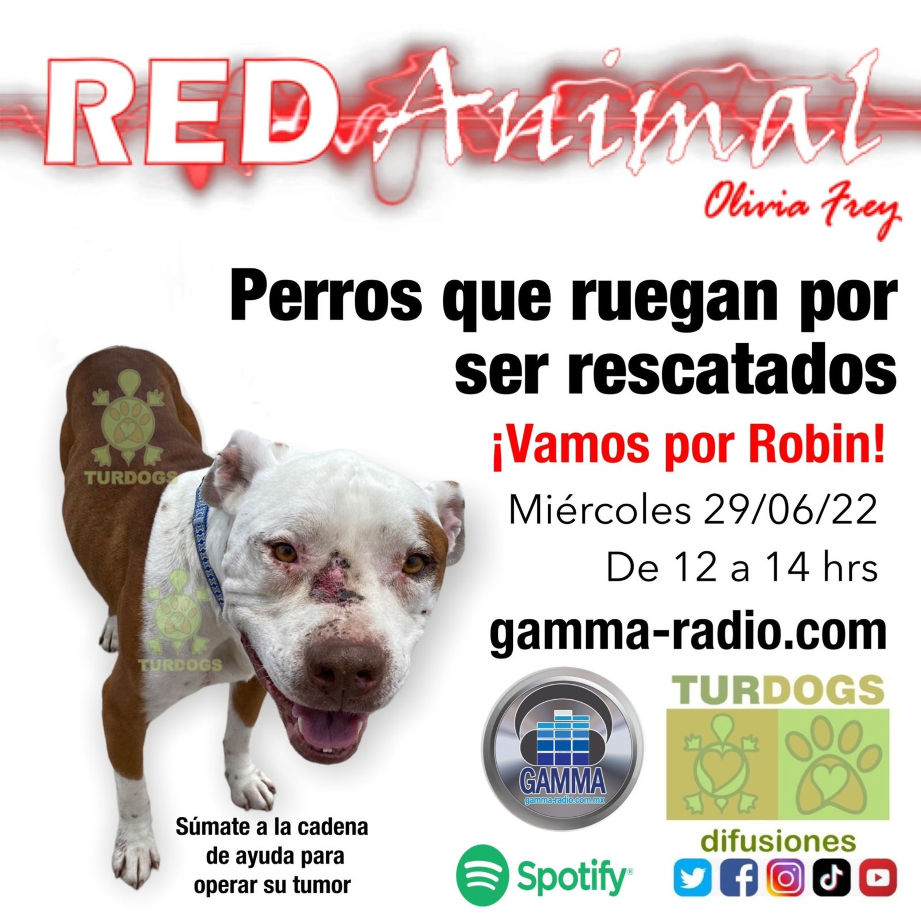 RED ANIMAL CON OLIVIA FREY