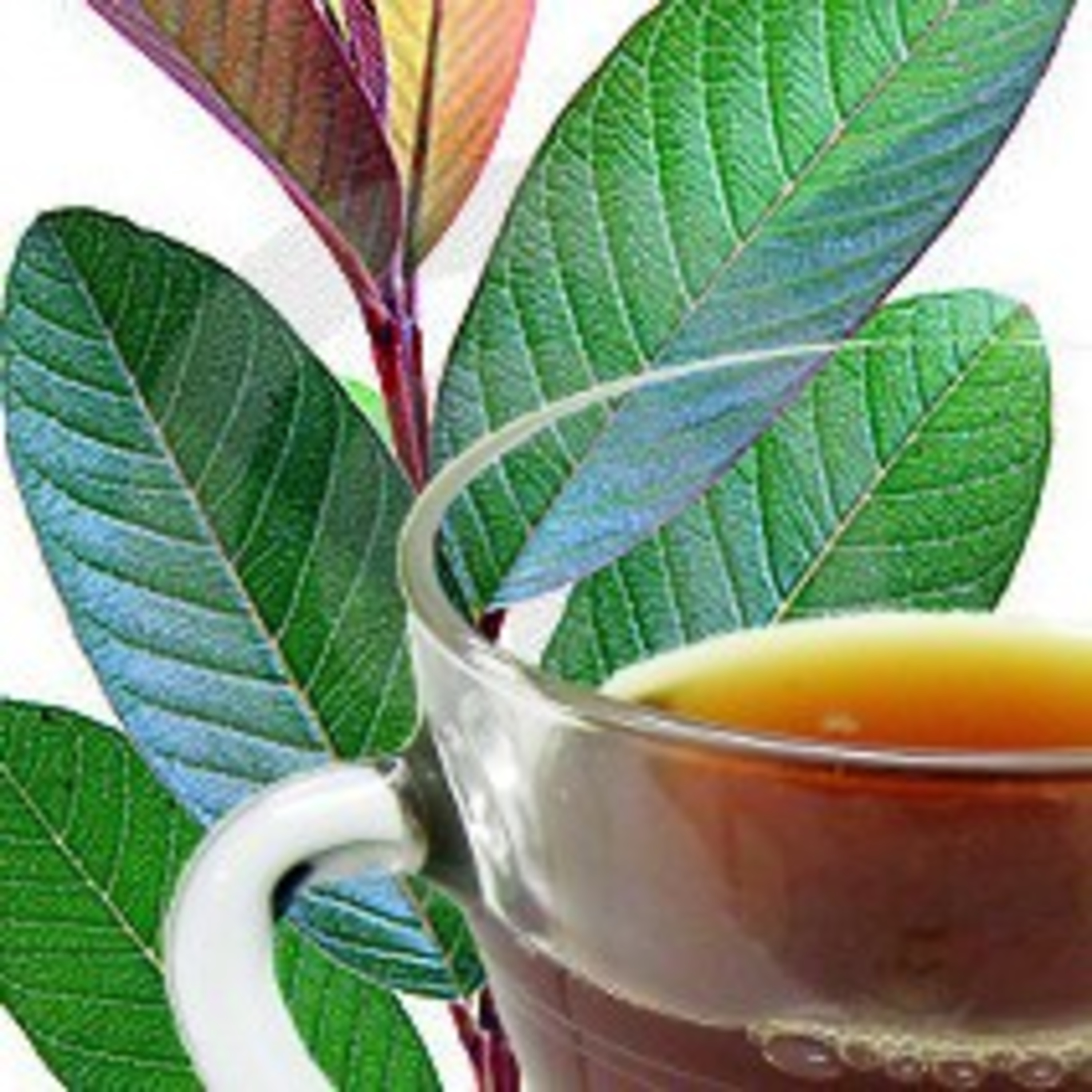 Amazing Benefits of Guava Leaves Tea.  episode artwork