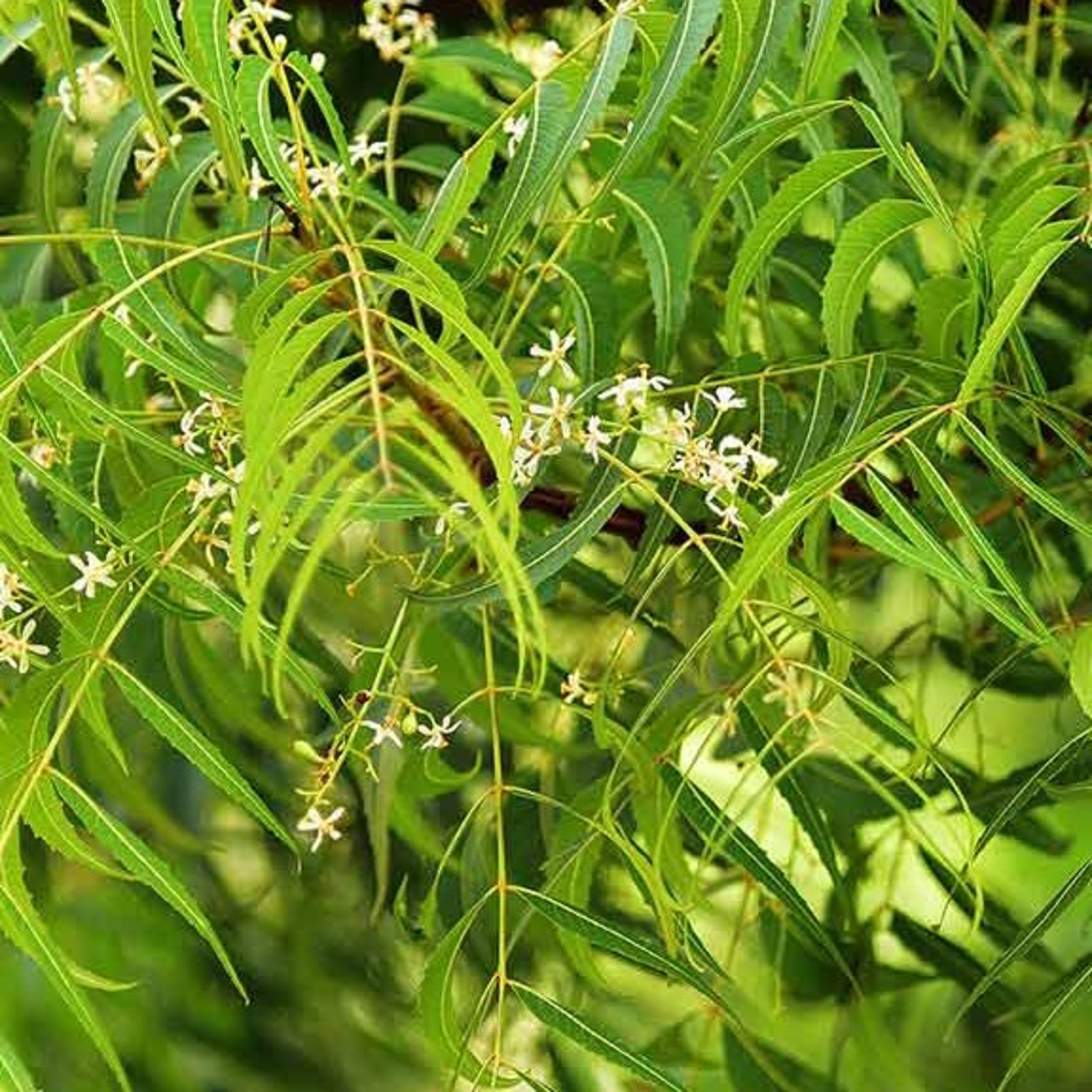 Benefits of Neem Tree for the Body, Skin and Hair. You must See. episode artwork
