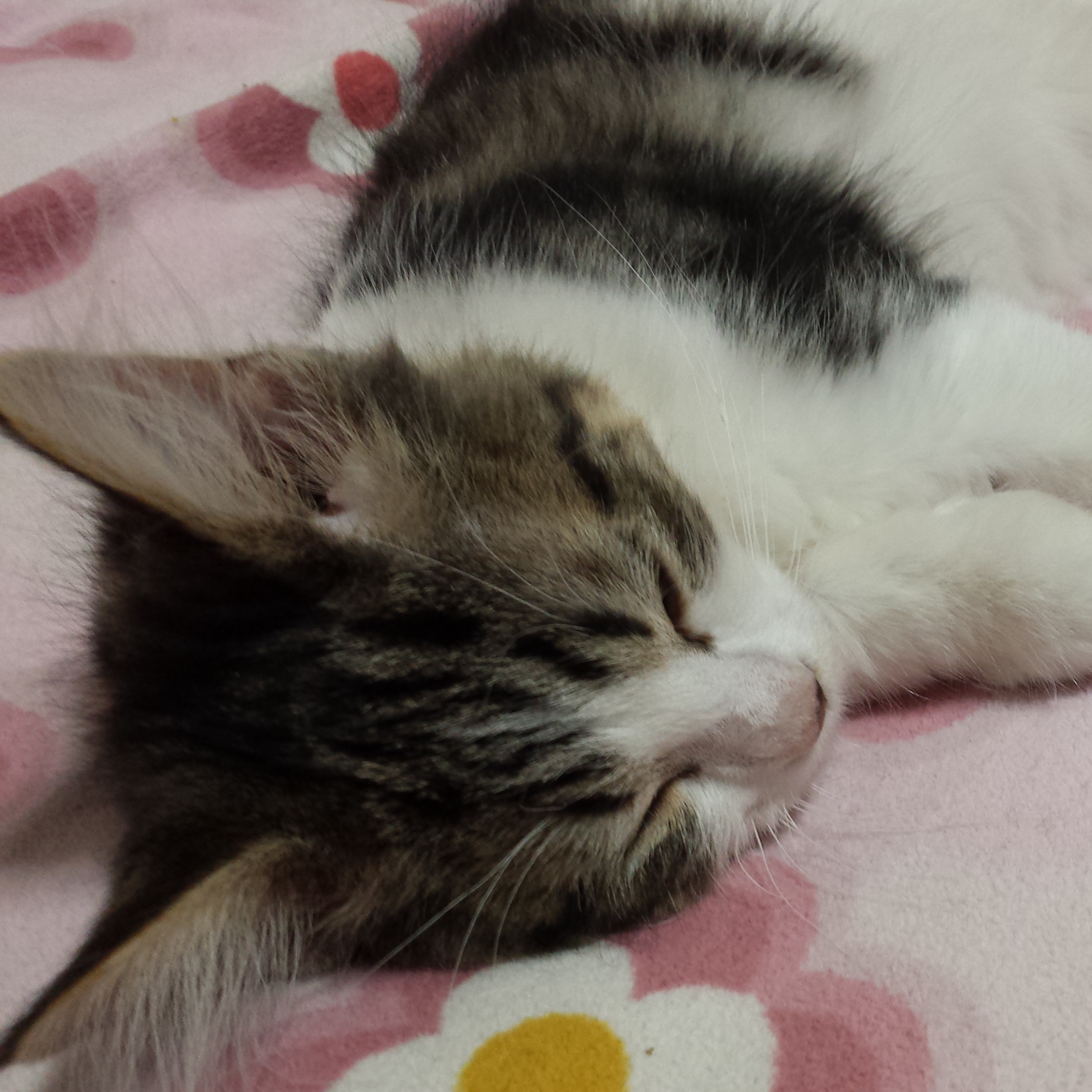 獣医師Yueの「ねこたちの住み処」