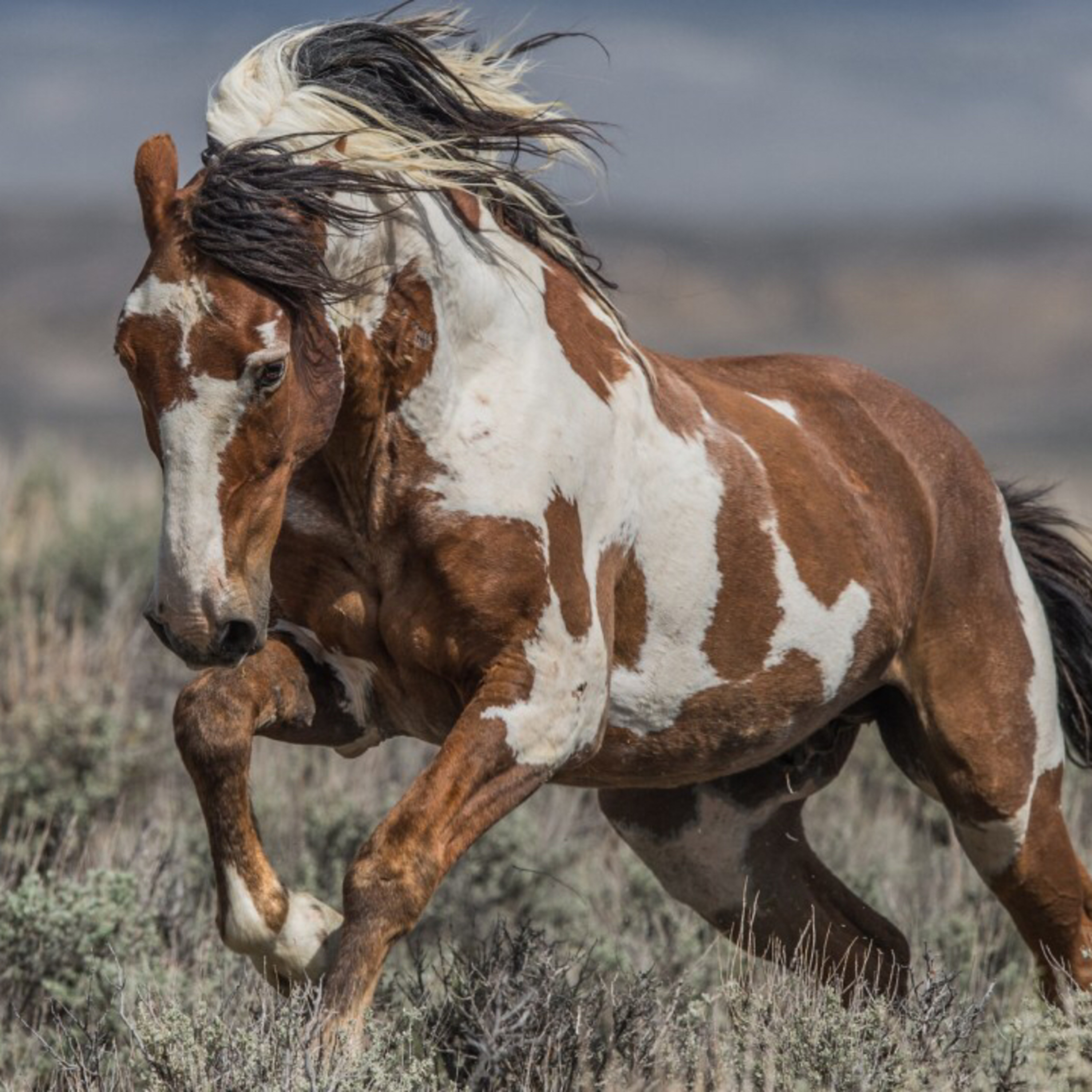 Politically Incorrect