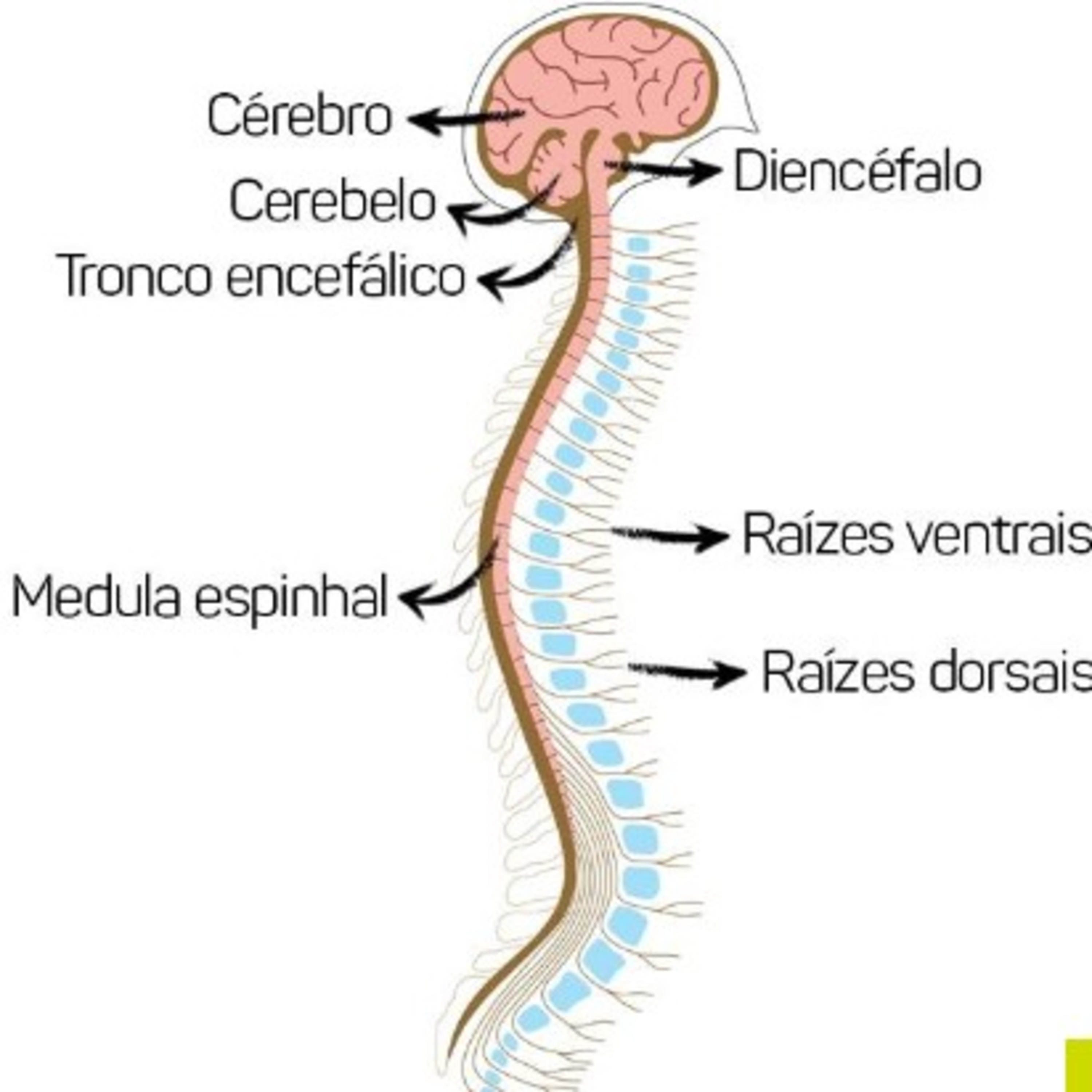 Ciências em Áudio
