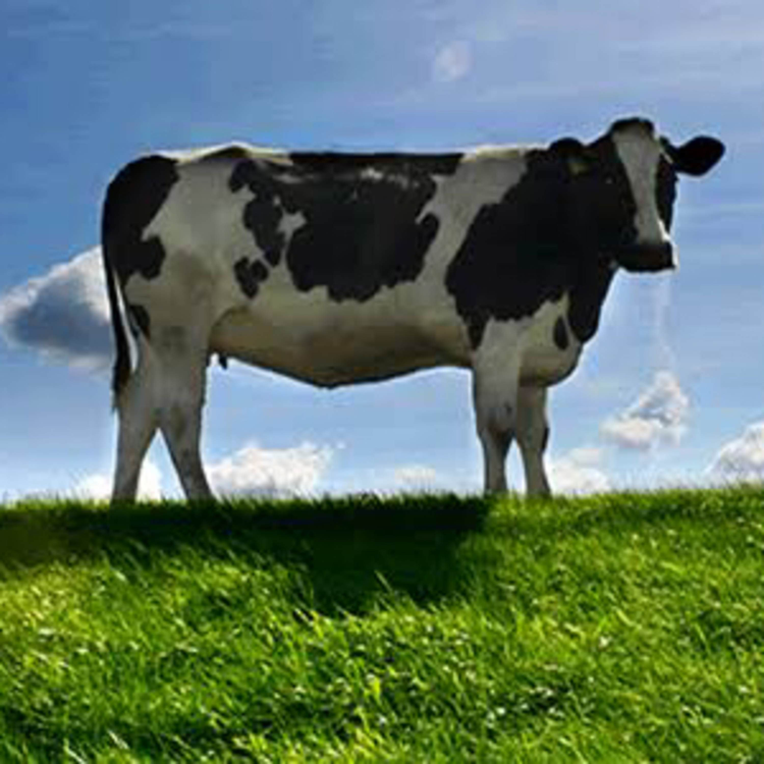 La vaca solitaria episode artwork