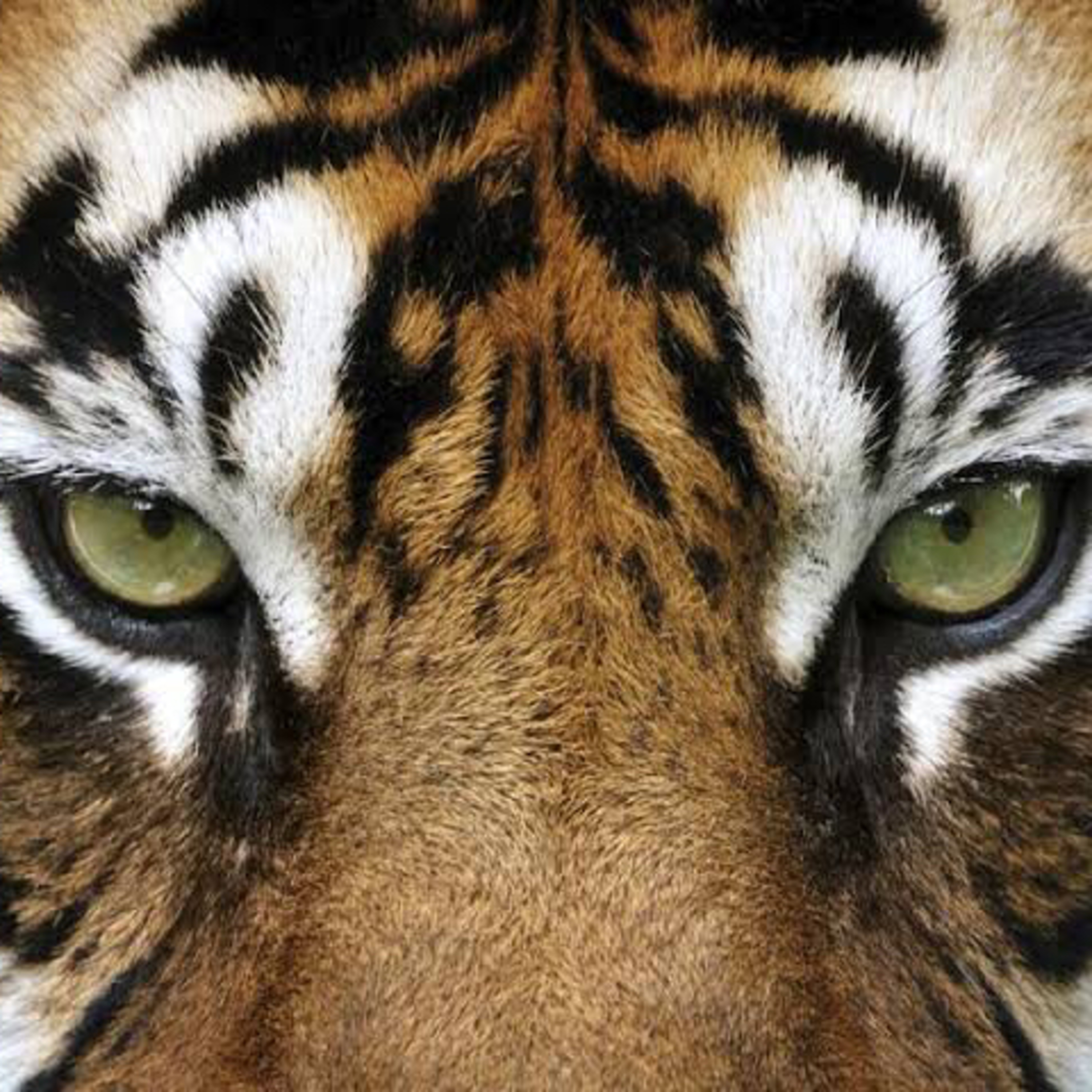 La piel de tigre episode artwork