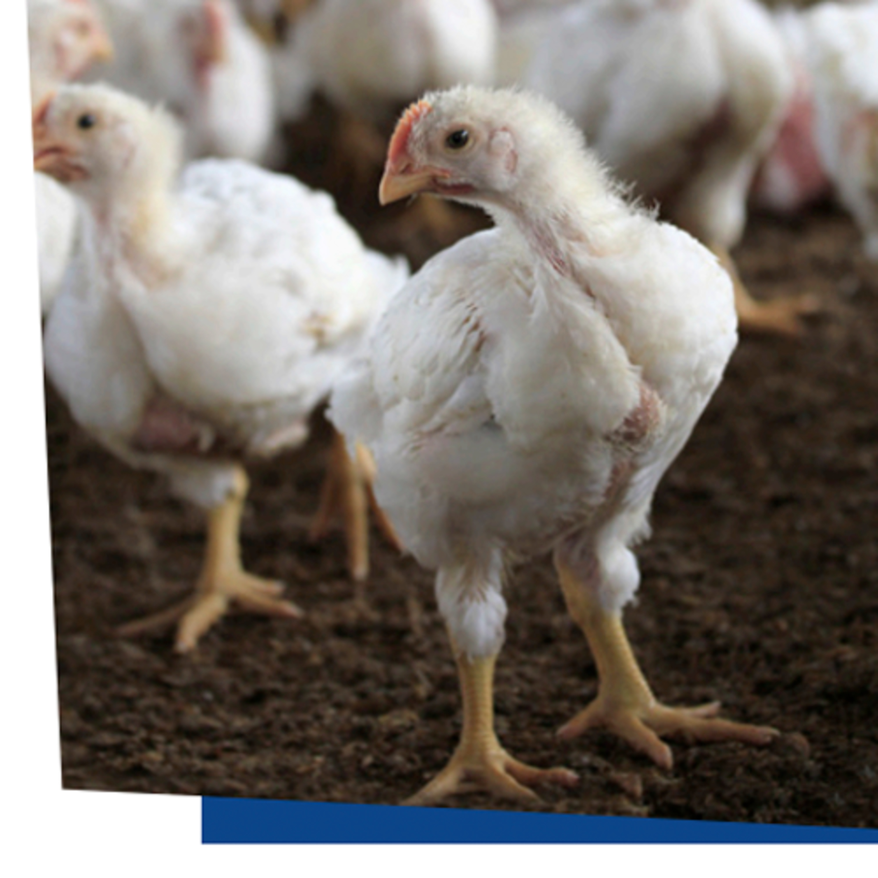 AVINEWS ESPAÑA - Control de la pododermatitis en aves de corral episode artwork