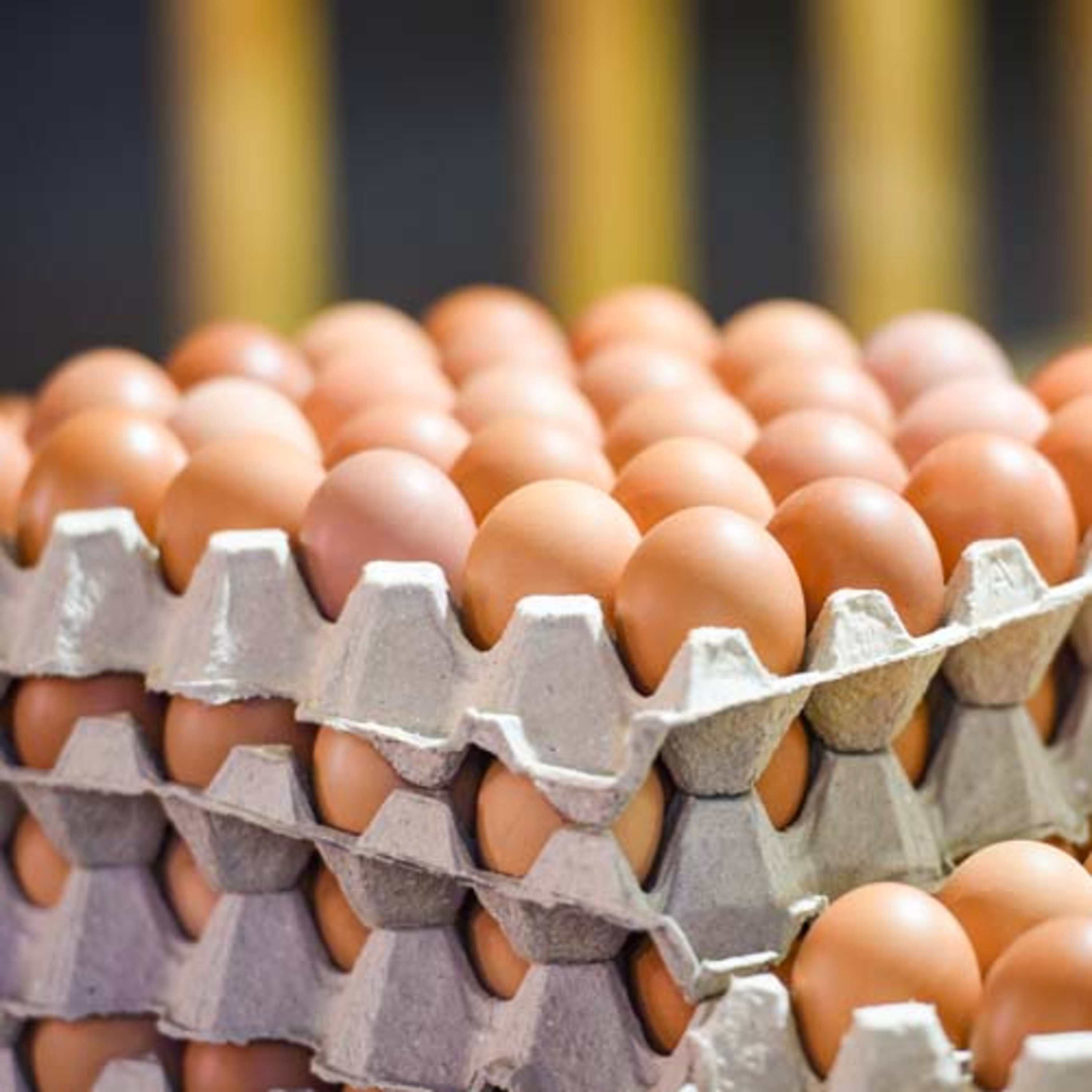 AVINEWS ESPAÑA - La importancia de la cría en la producción de las gallinas de puesta episode artwork