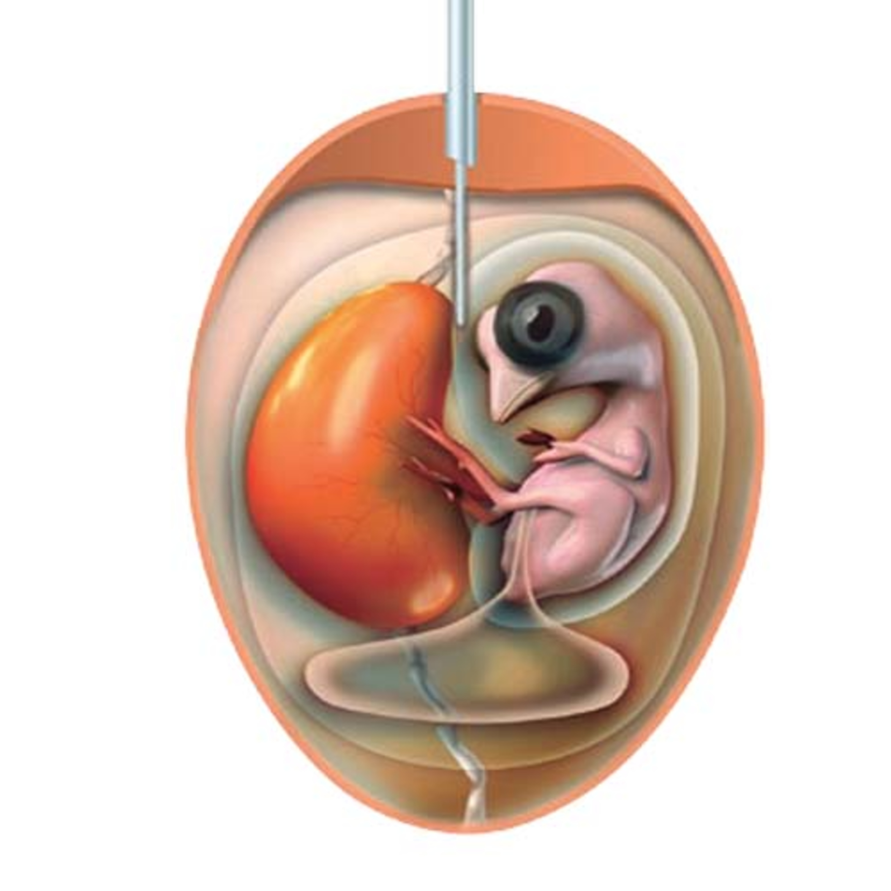 AVINEWS ESPAÑA - Alimentación perinatal en pollitos. Nutrición IN OVO episode artwork