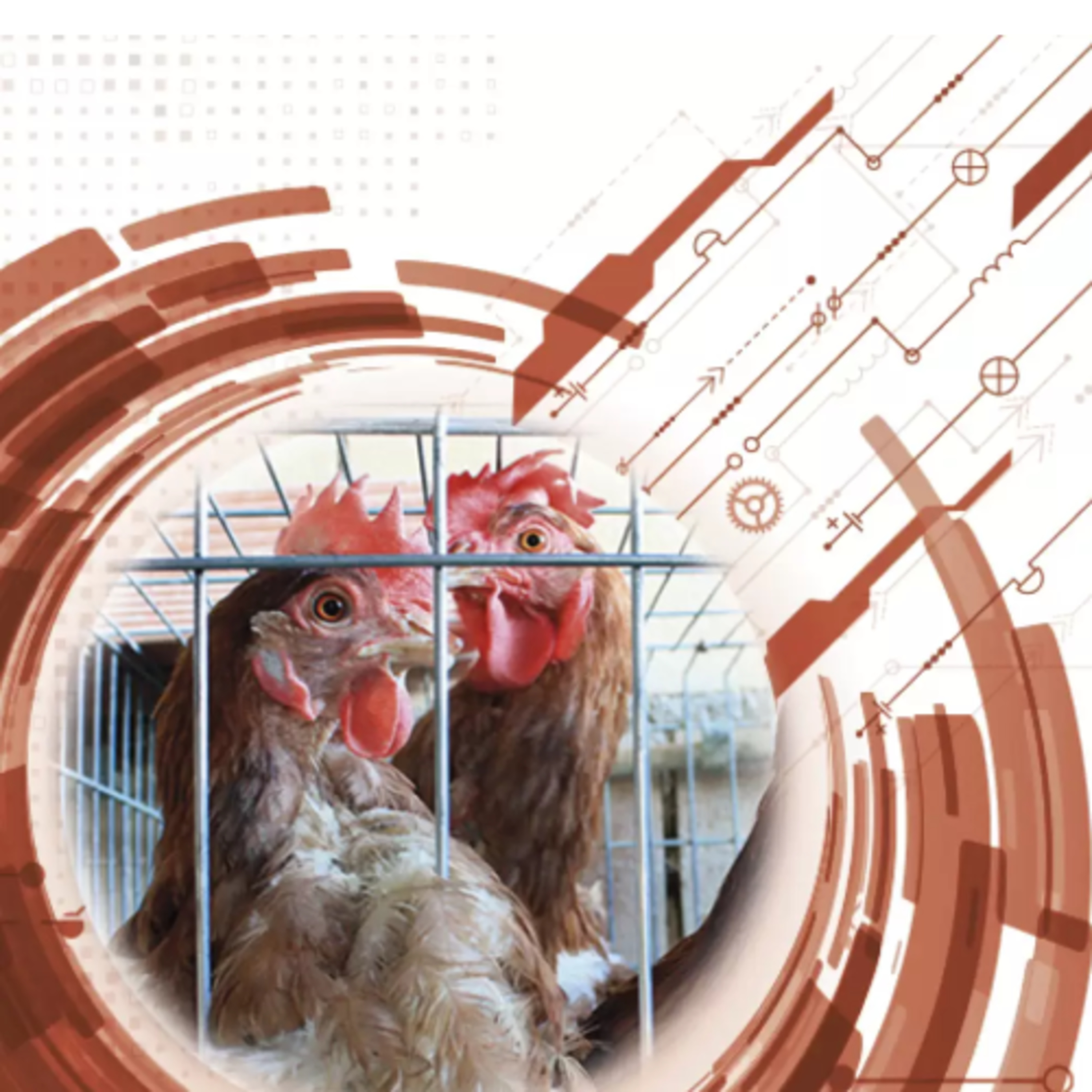 AVINEWS AMÉRICA LATINA - Gallinas ponedoras de ciclos largos - Metabolismo del calcio y el fósforo episode artwork