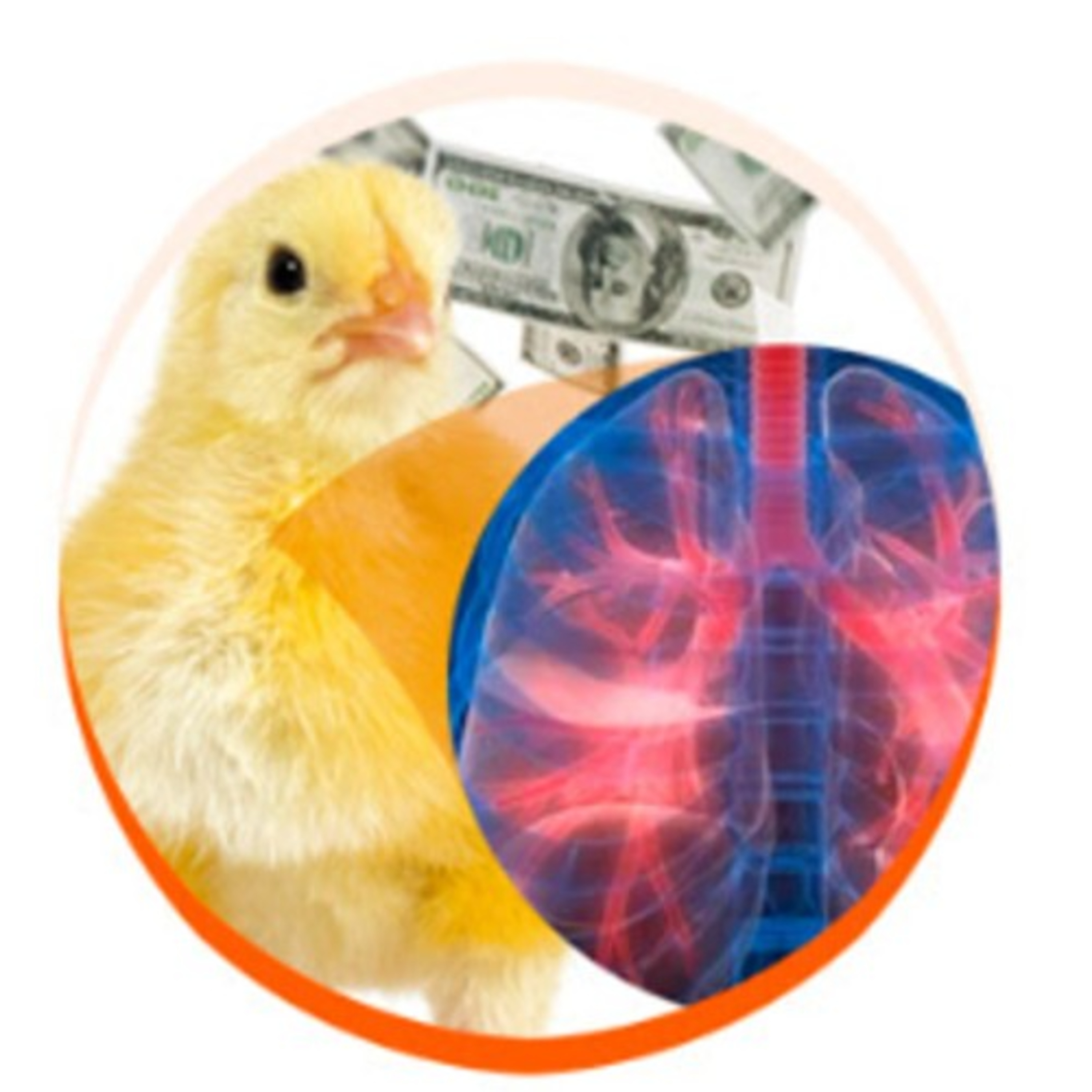 AVINEWS AMÉRICA LATINA - Costo enfermedades respiratorias: Control epidemiológico pollos de engorde episode artwork