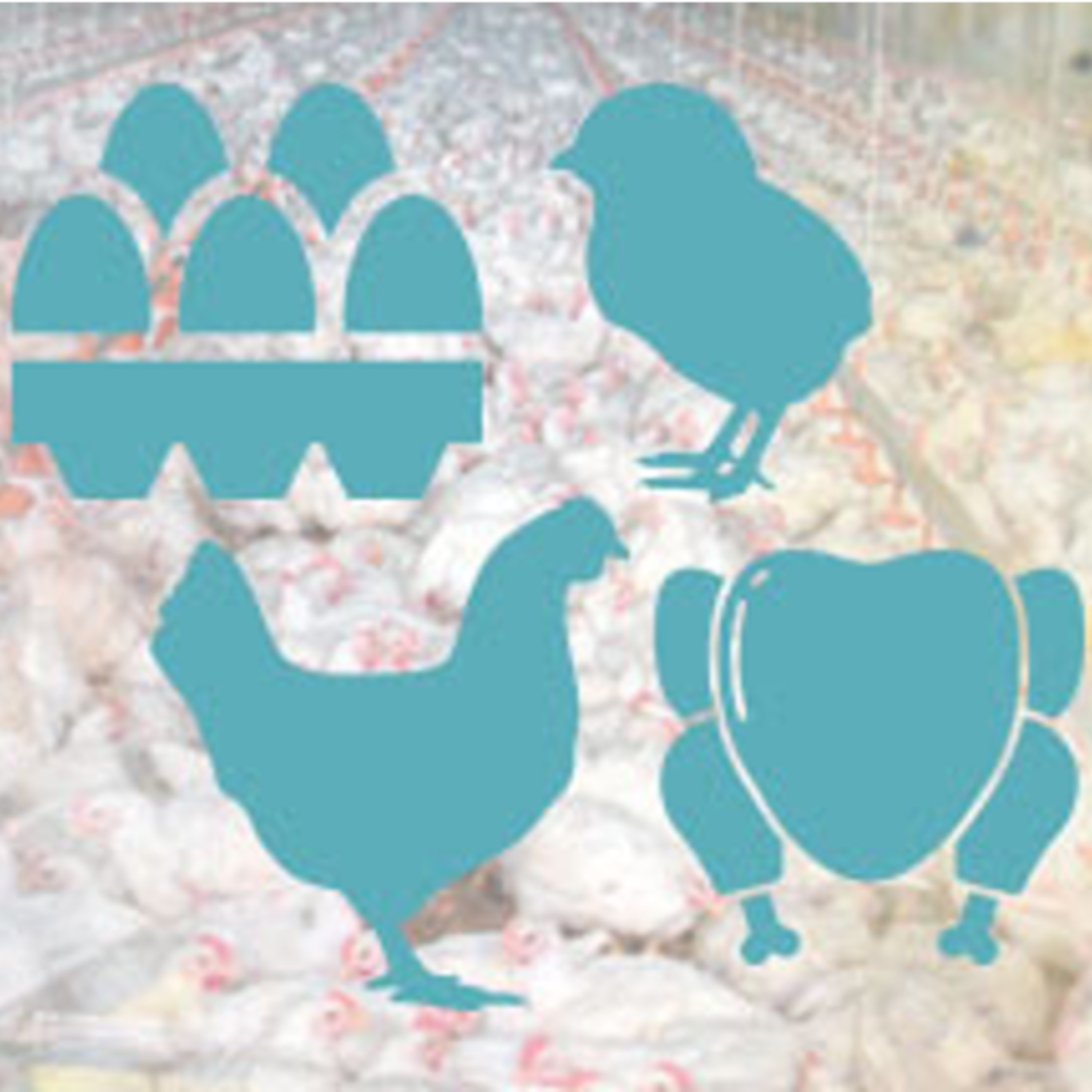 AVINEWS AMÉRICA LATINA - Evaluación cualitativa de riesgos en una cadena productiva de pollo episode artwork