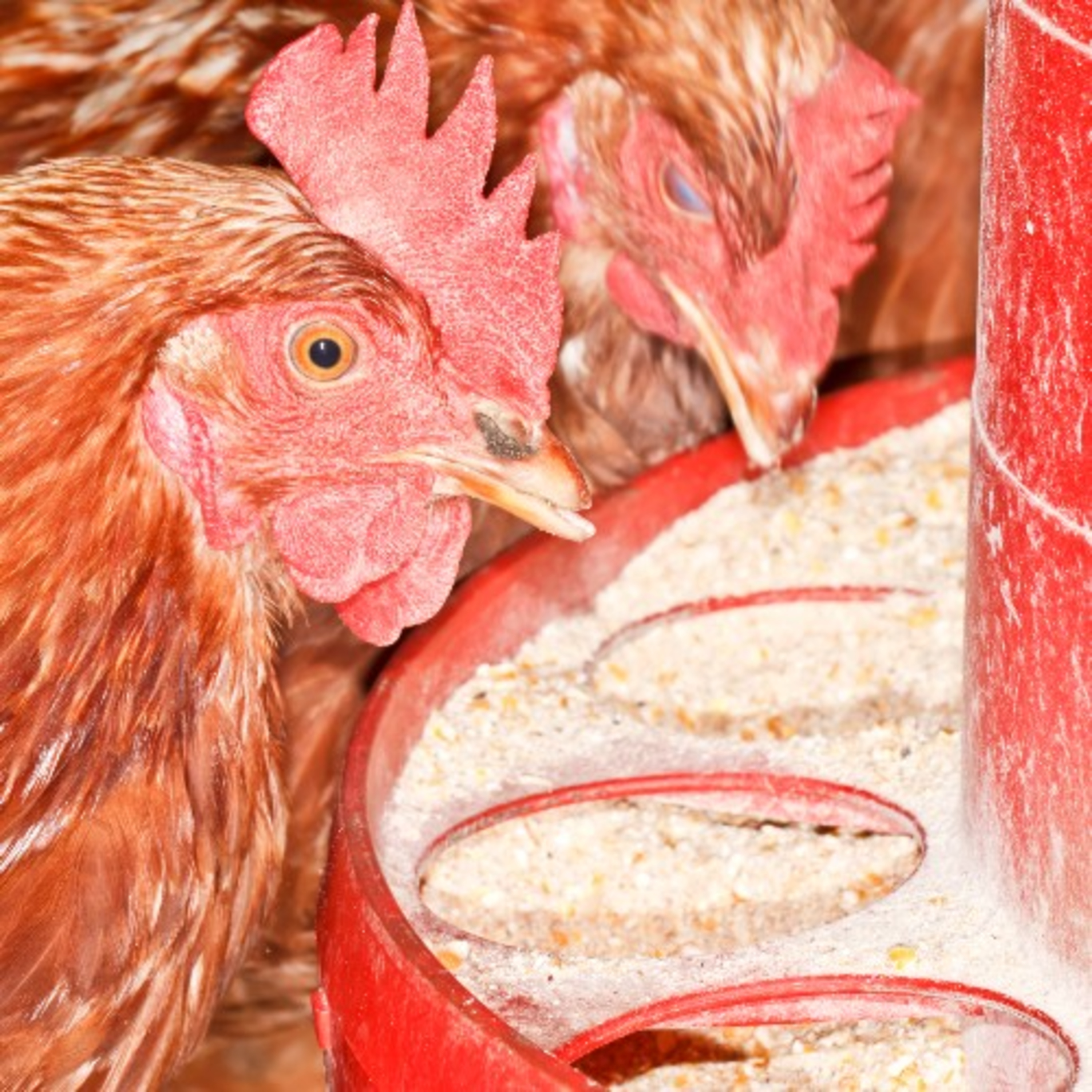 AVINEWS AMÉRICA LATINA - Puntos críticos en la nutrición de gallinas ponedoras episode artwork