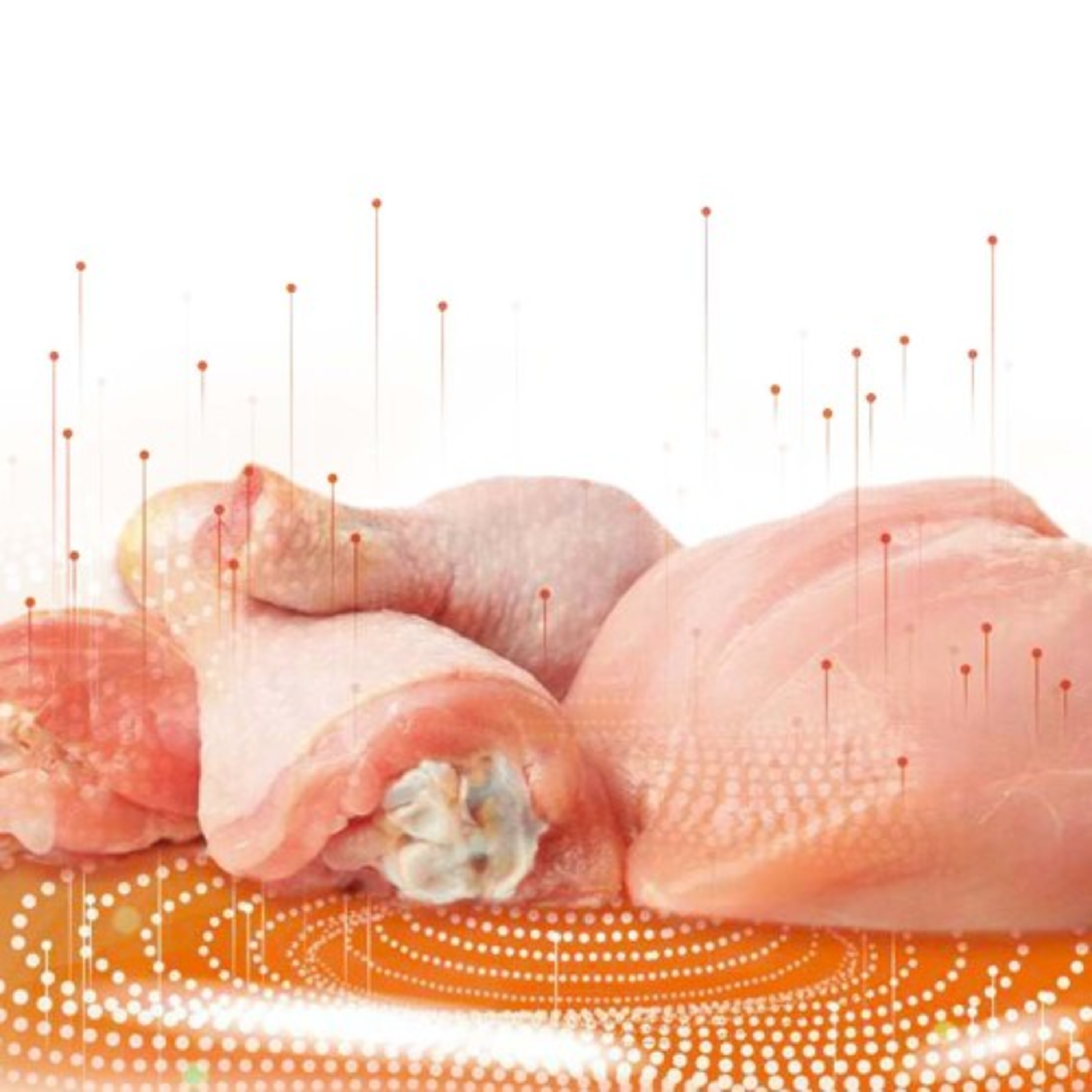 AVINEWS AMÉRICA LATINA - Inteligencia Artificial aplicada para incrementar el consumo de carne de pollo episode artwork