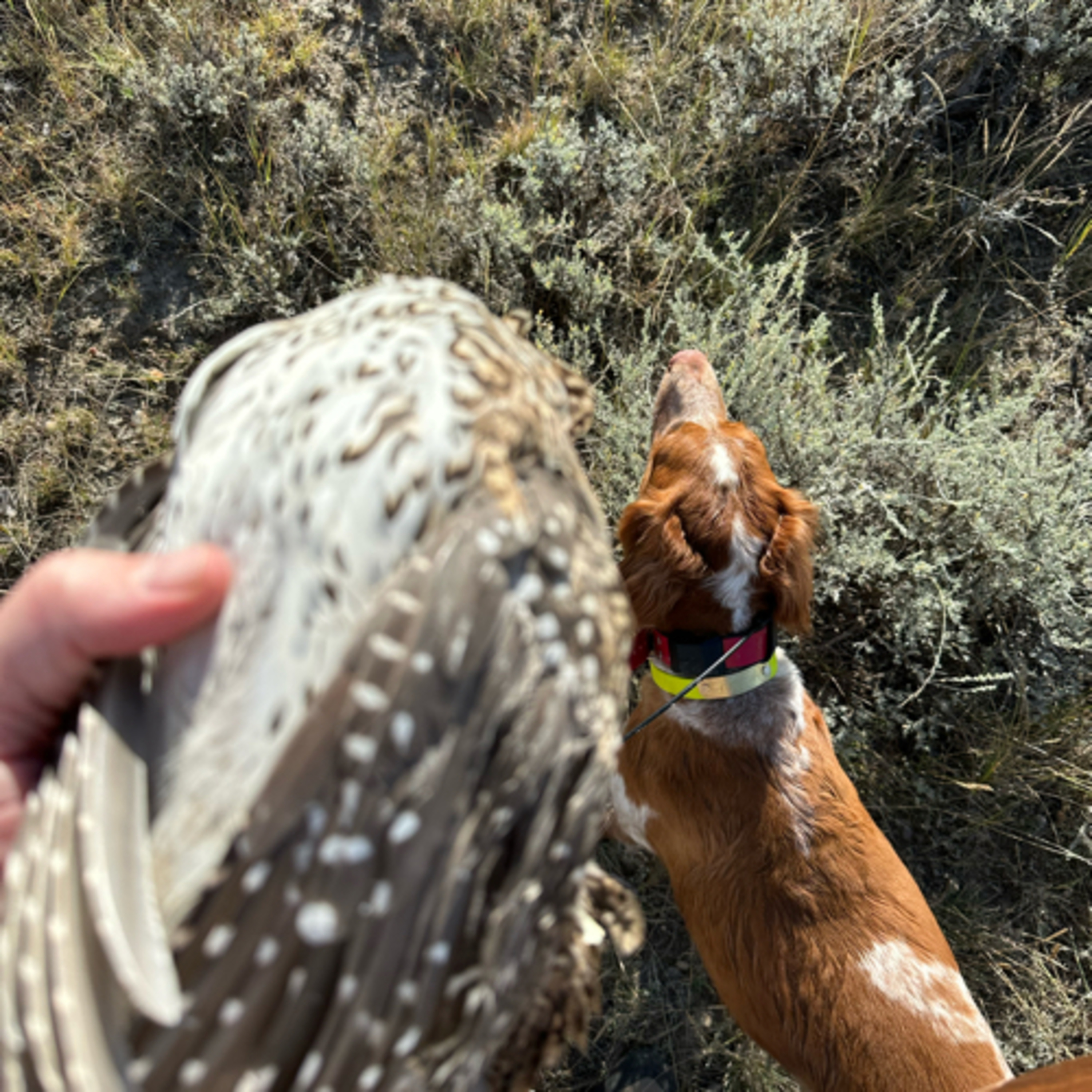 67: Jordan’s Montana Upland Trip