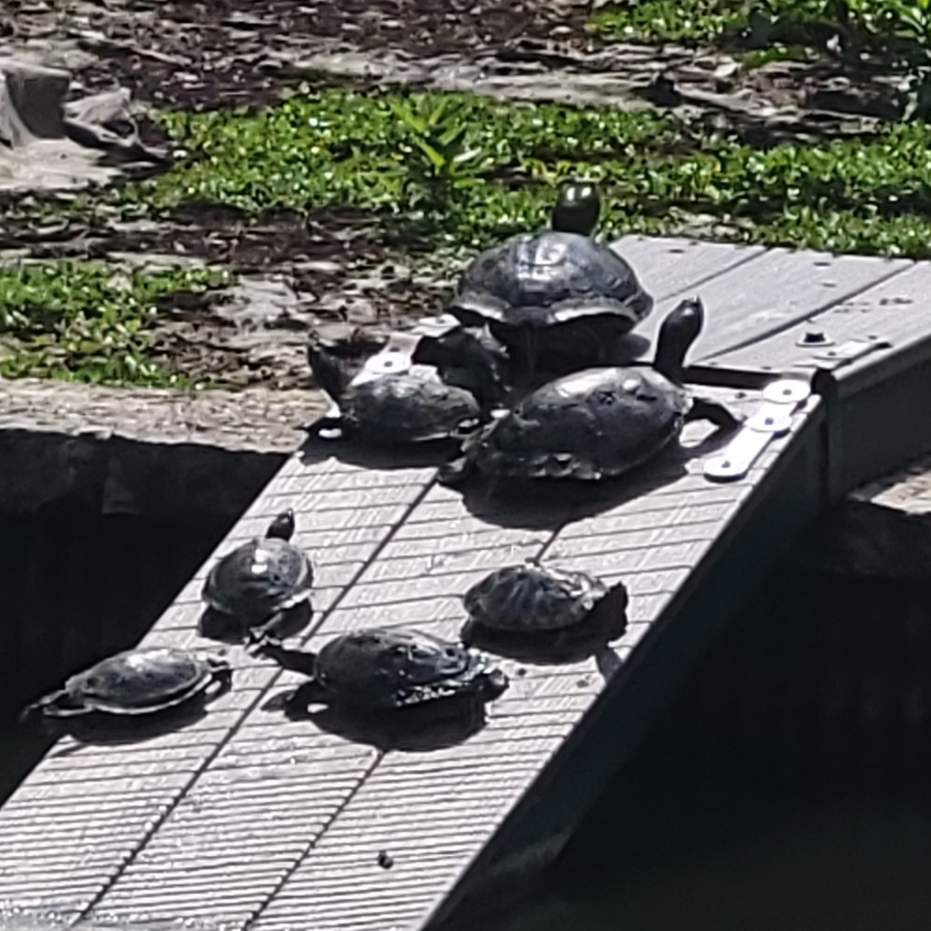 Pretty Wing Magic🦋