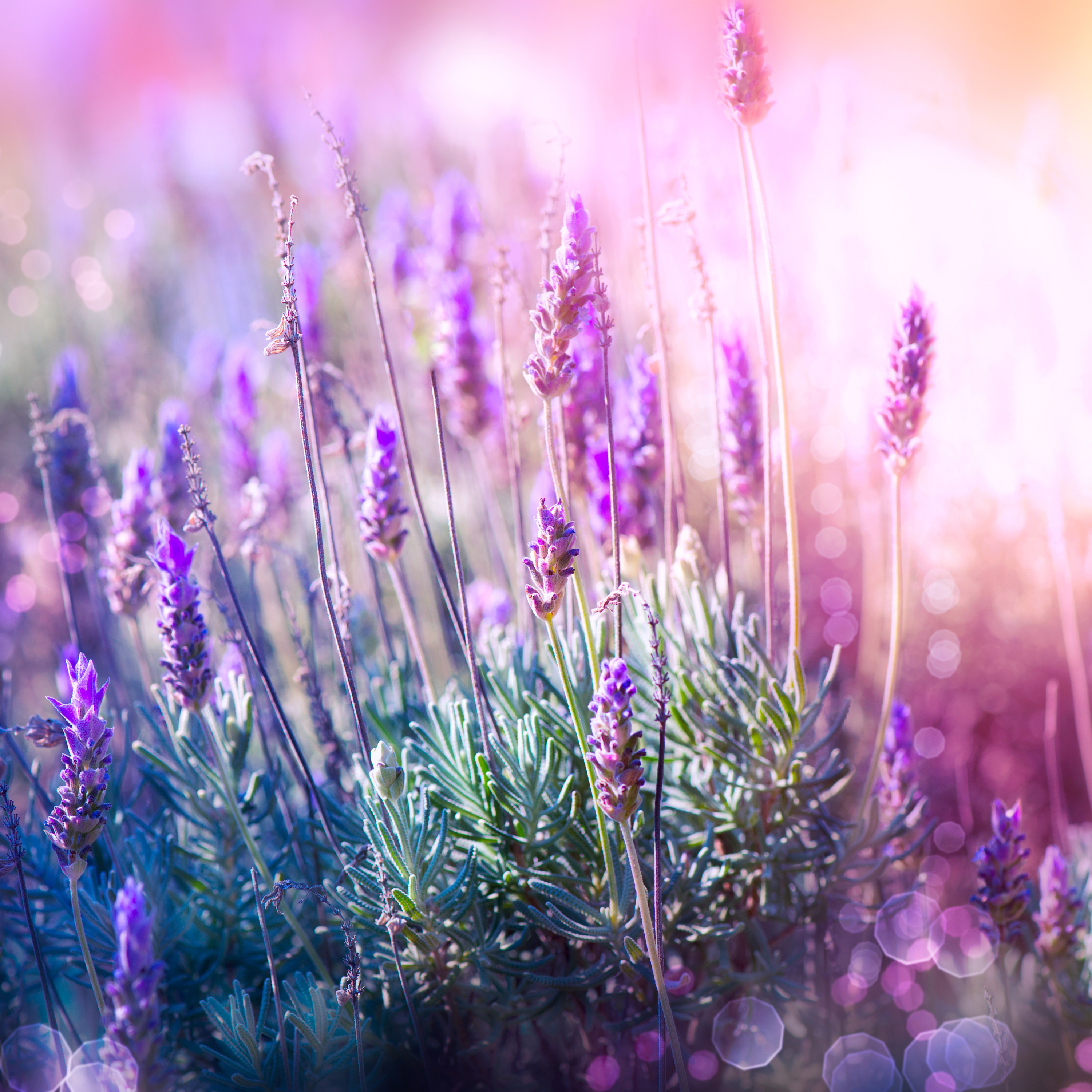The Sensualist Podcast