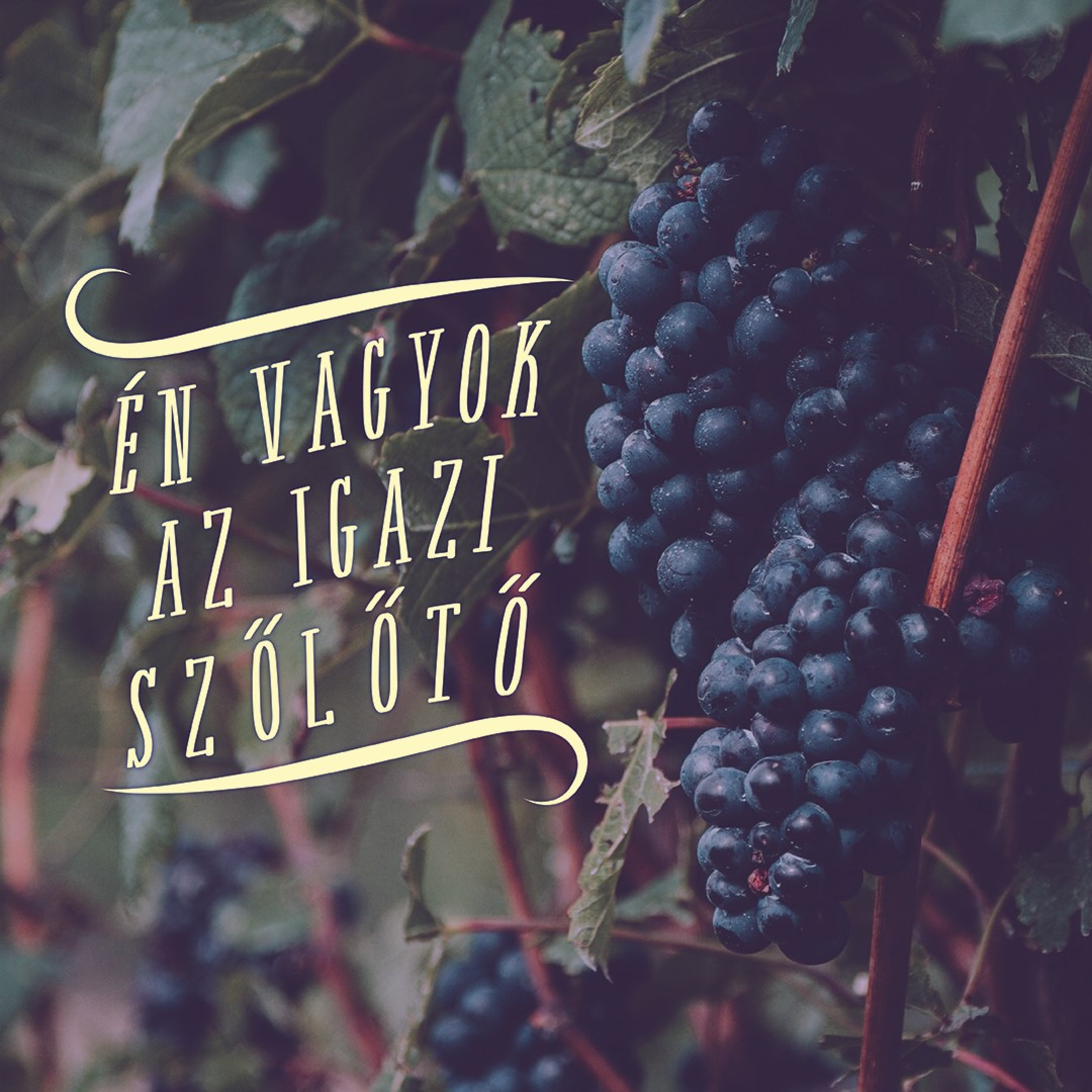 Én vagyok az igazi szőlőtő - János 15:1-8 episode artwork