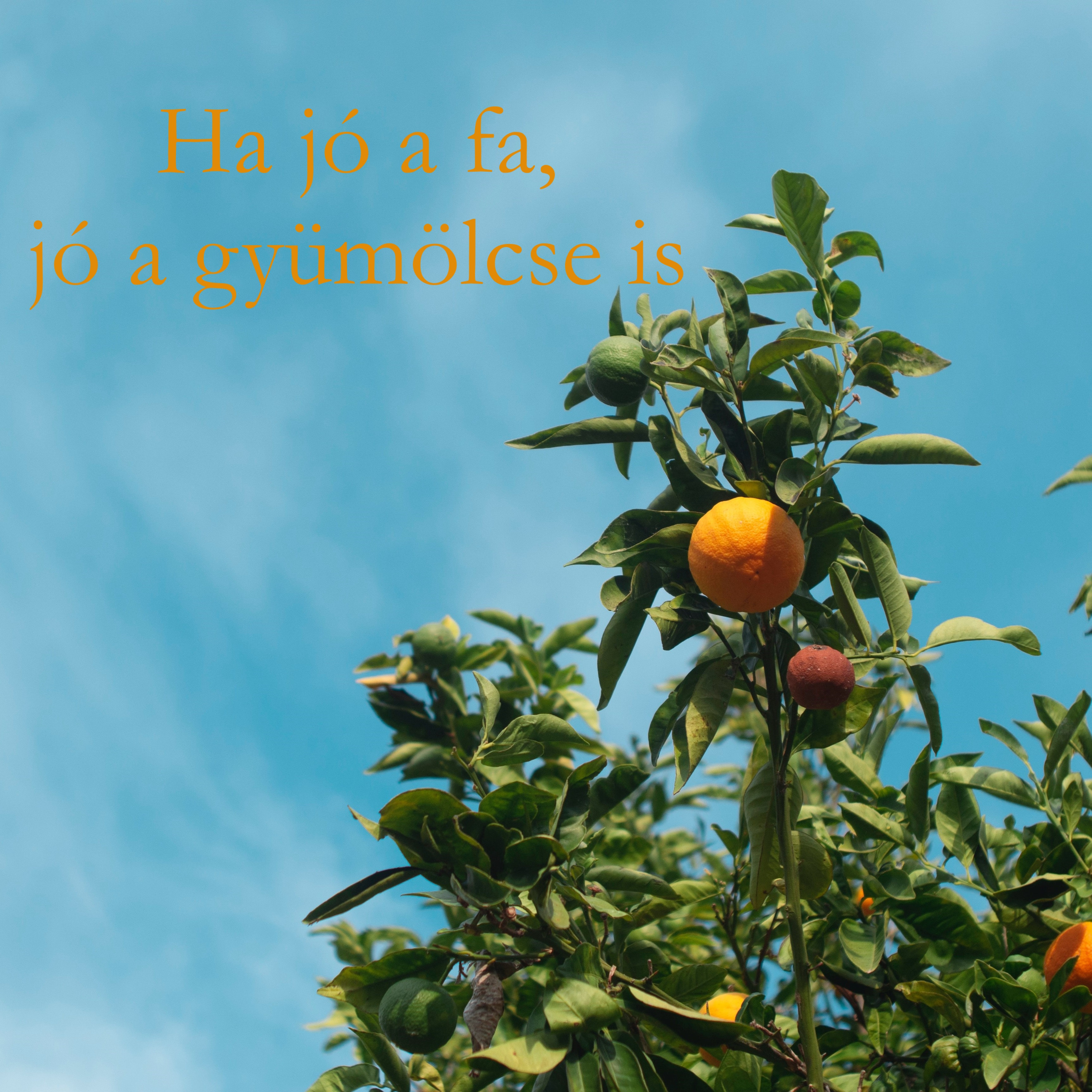 Ha jó a fa, jó a gyümölcse is - Máté 12:33-37 episode artwork