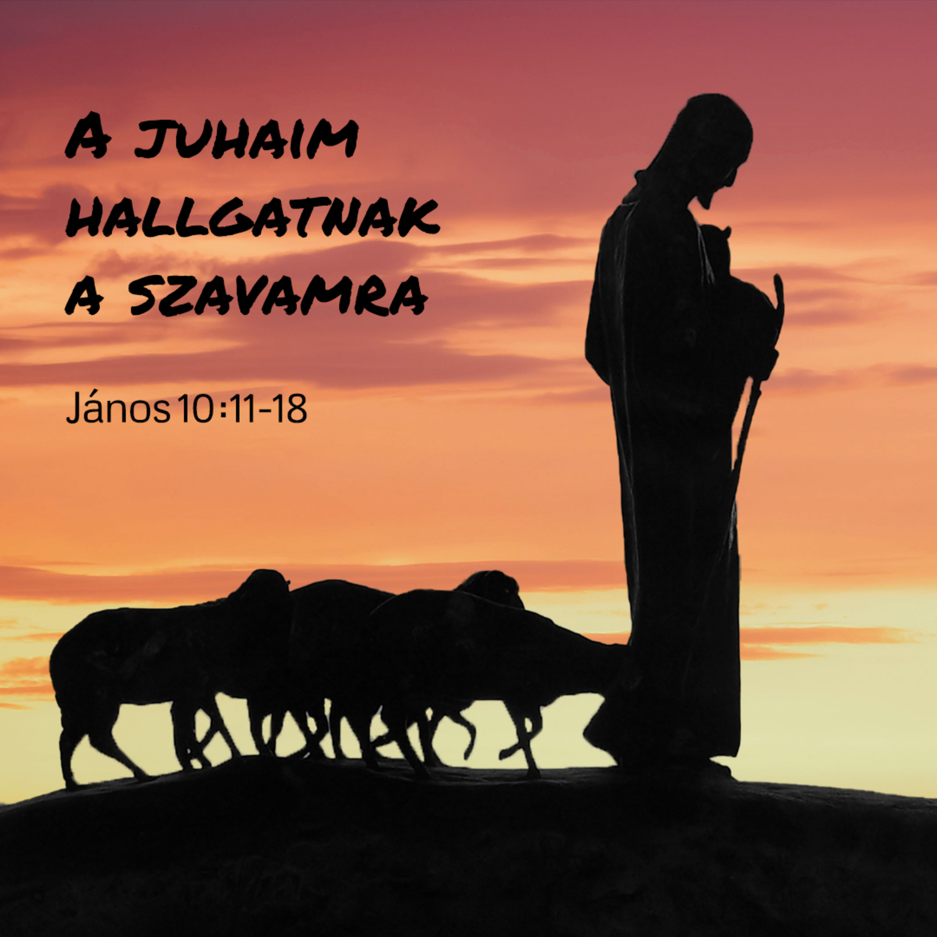 A juhaim hallgatnak a szavamra - János 10:11-18 episode artwork