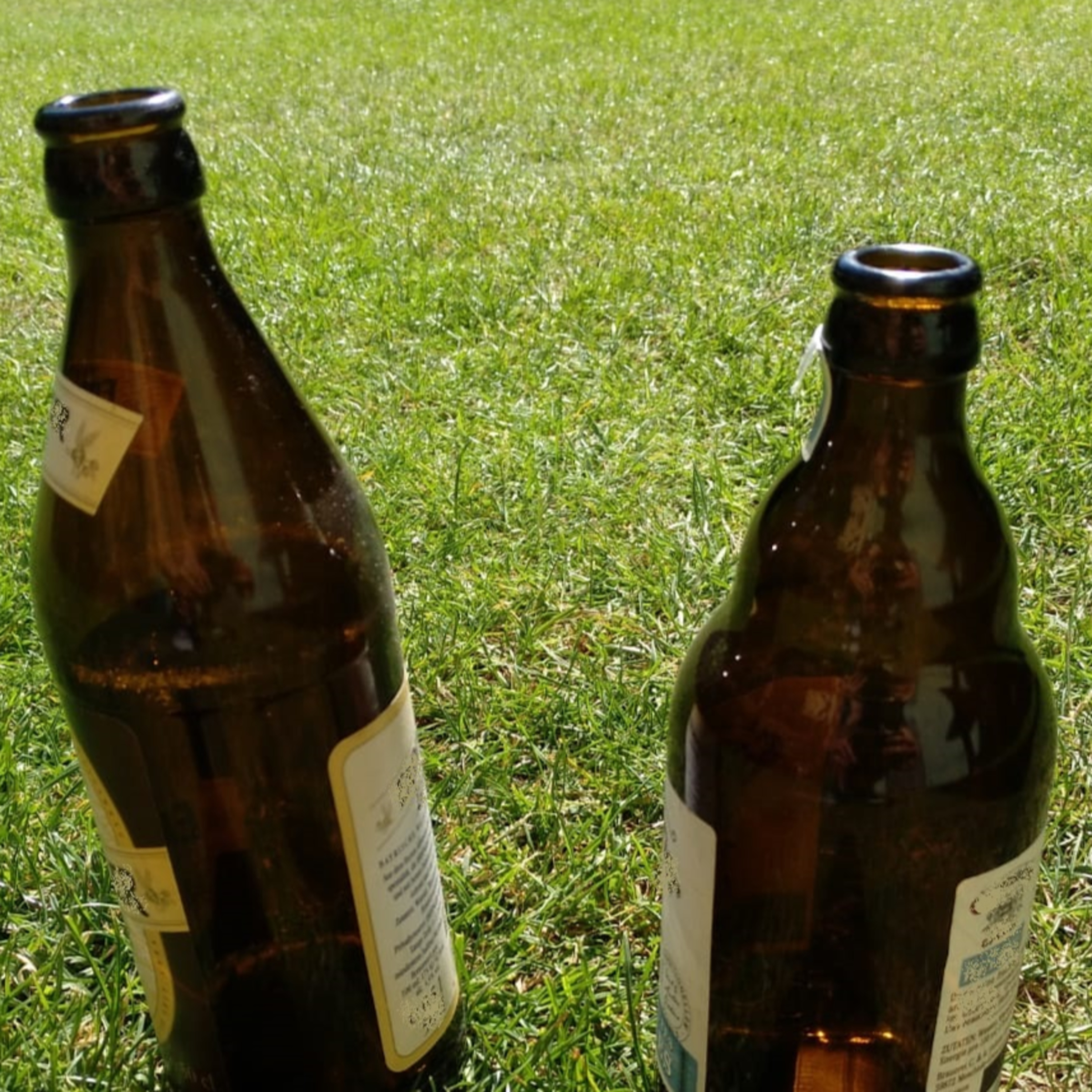 Bierlinguales Lehrgut
