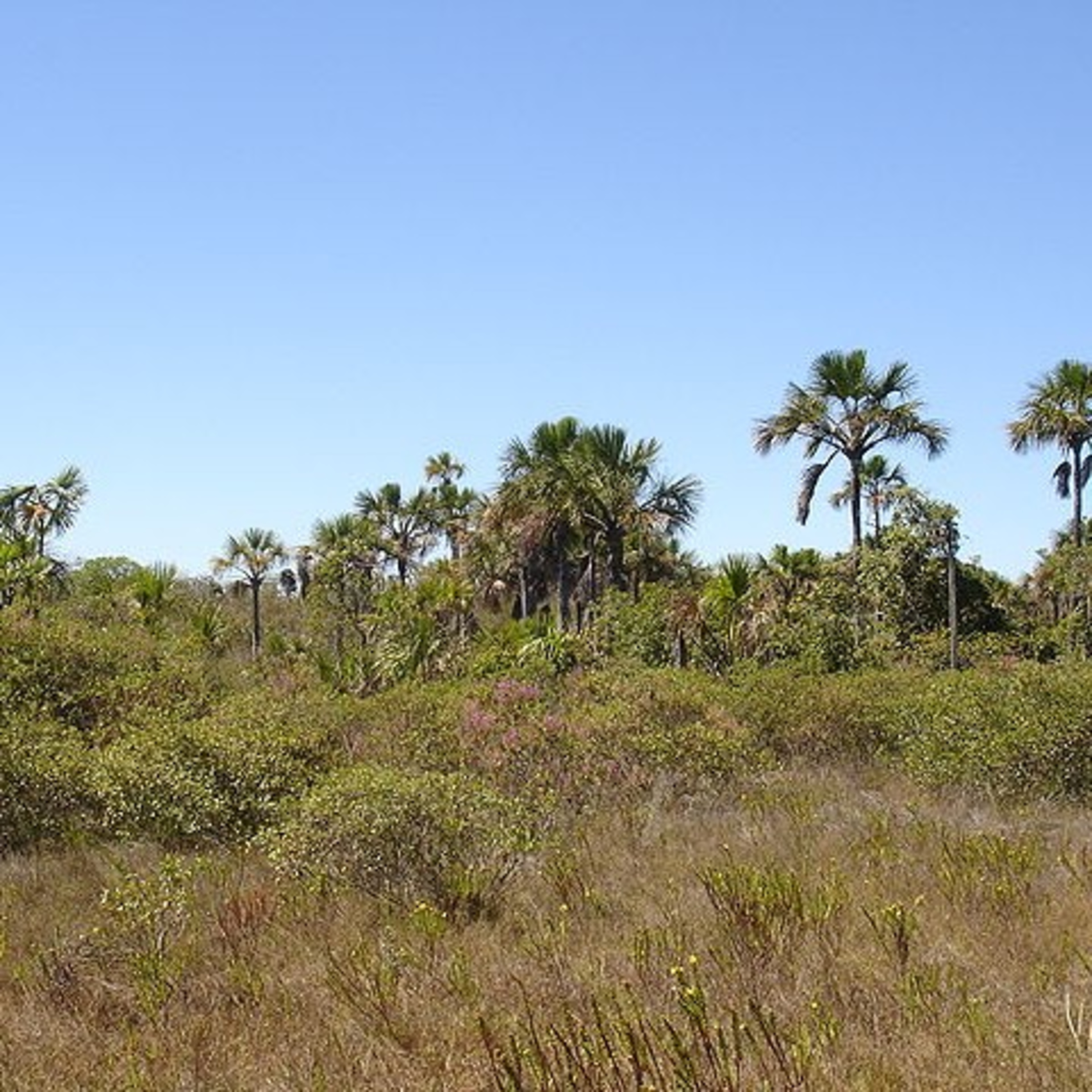 O Cerrado