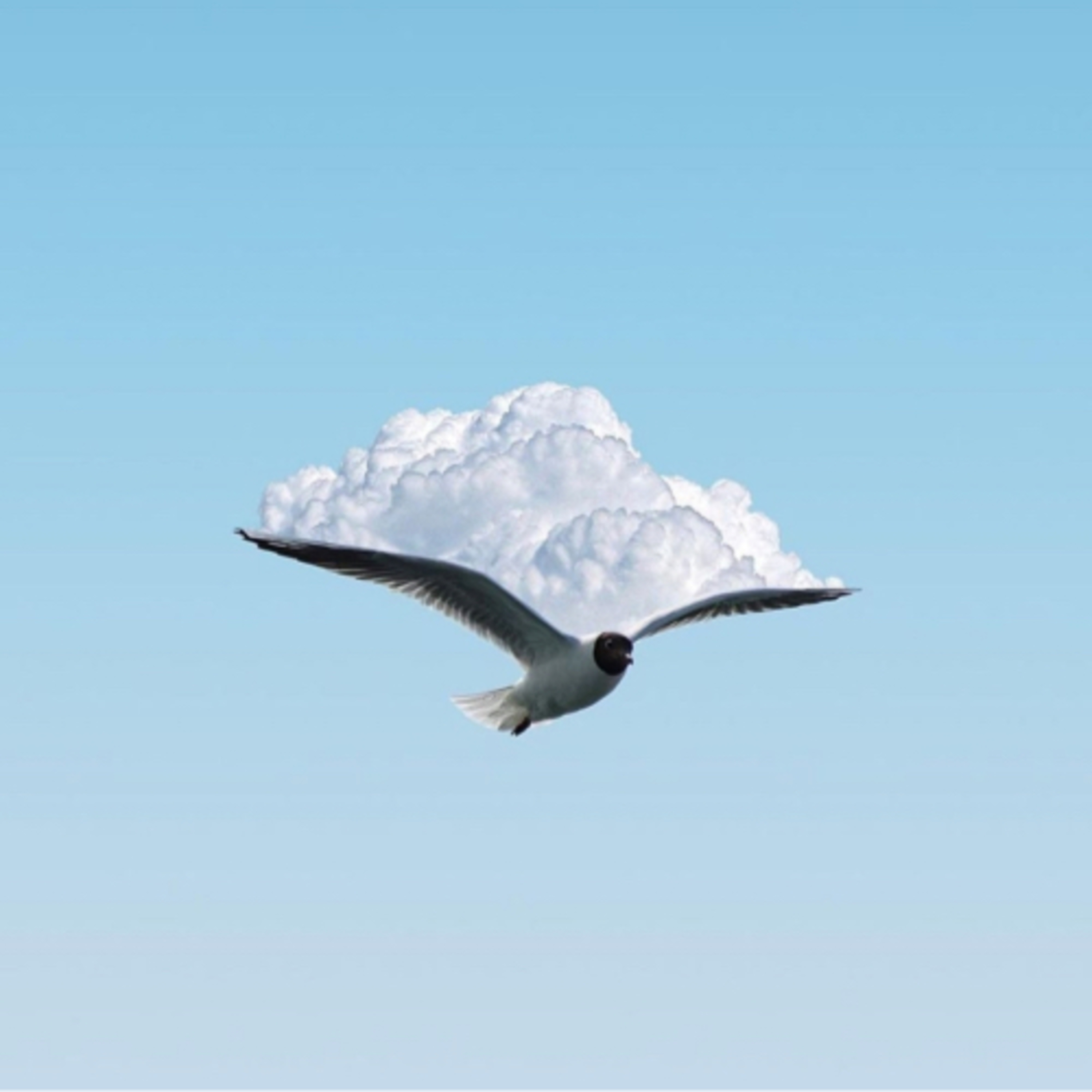 Danza De Papel!
