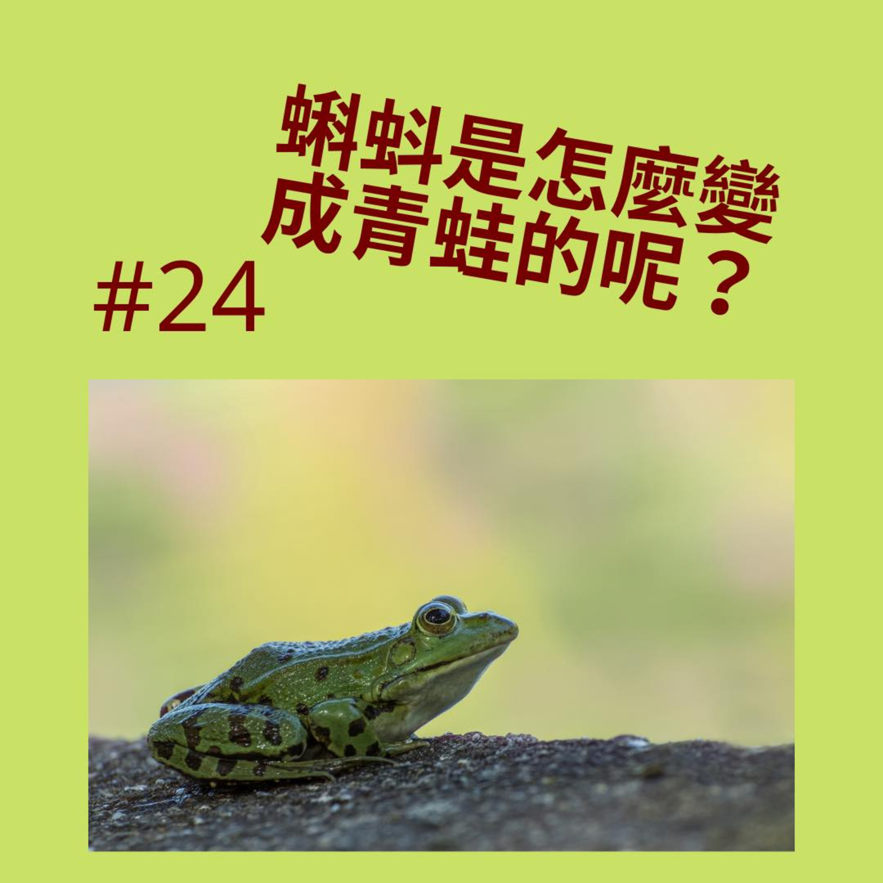 海外兒童中文頻道 Mandarin Podcast for Kids