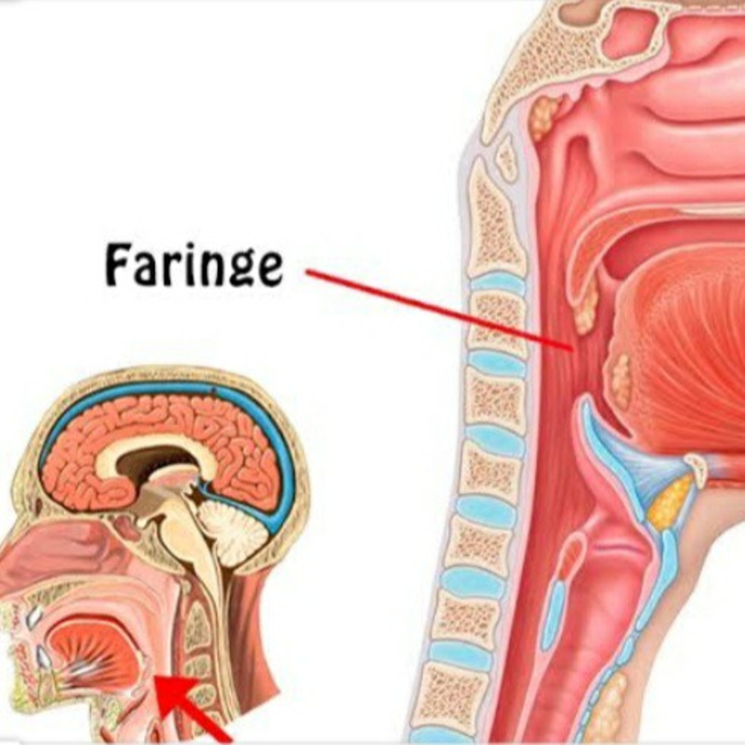 Faringw Anatomia de la Faringe – Faringe aprende Anatomia – Podcast – Podtail