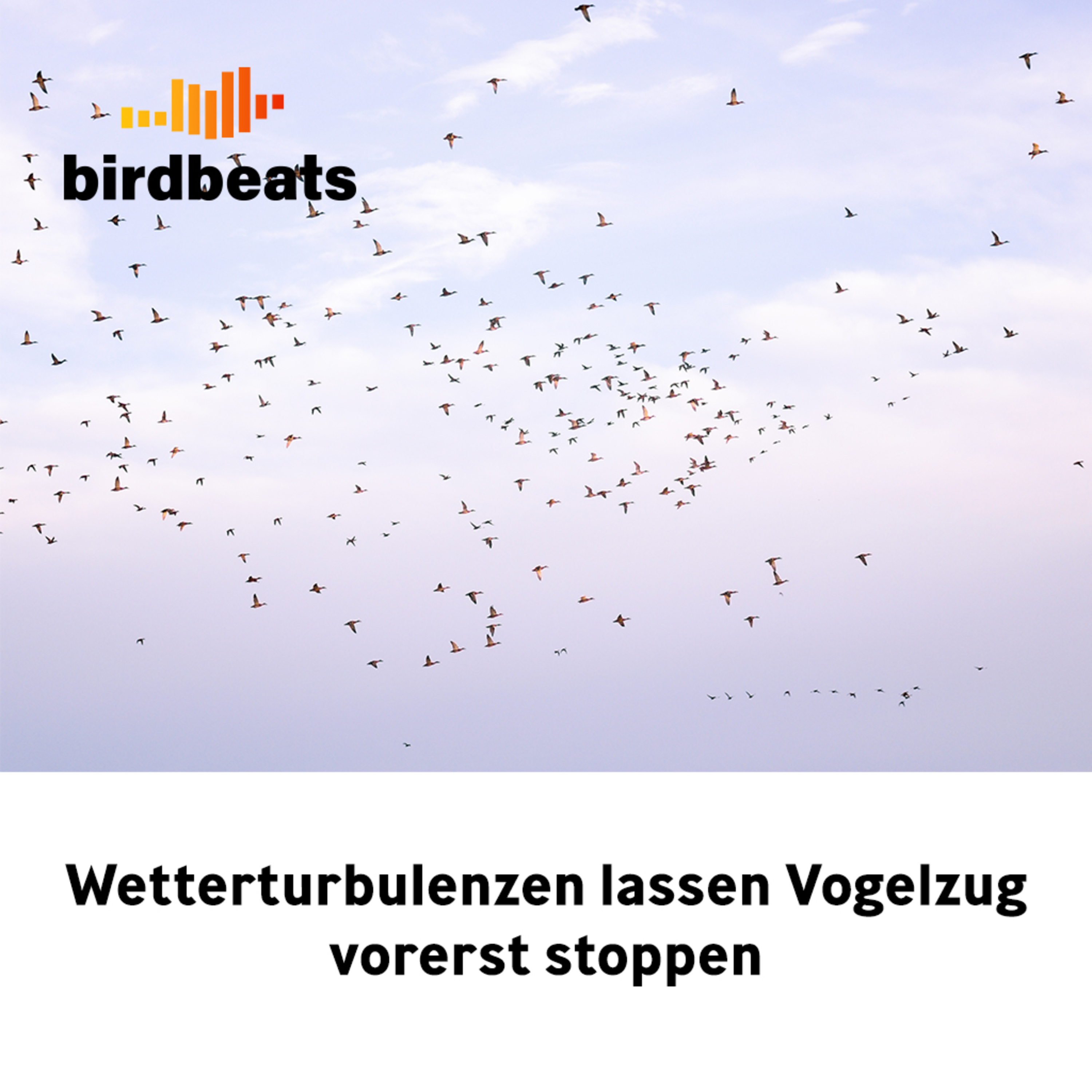 Birdbeats - der Podcast für Ornis