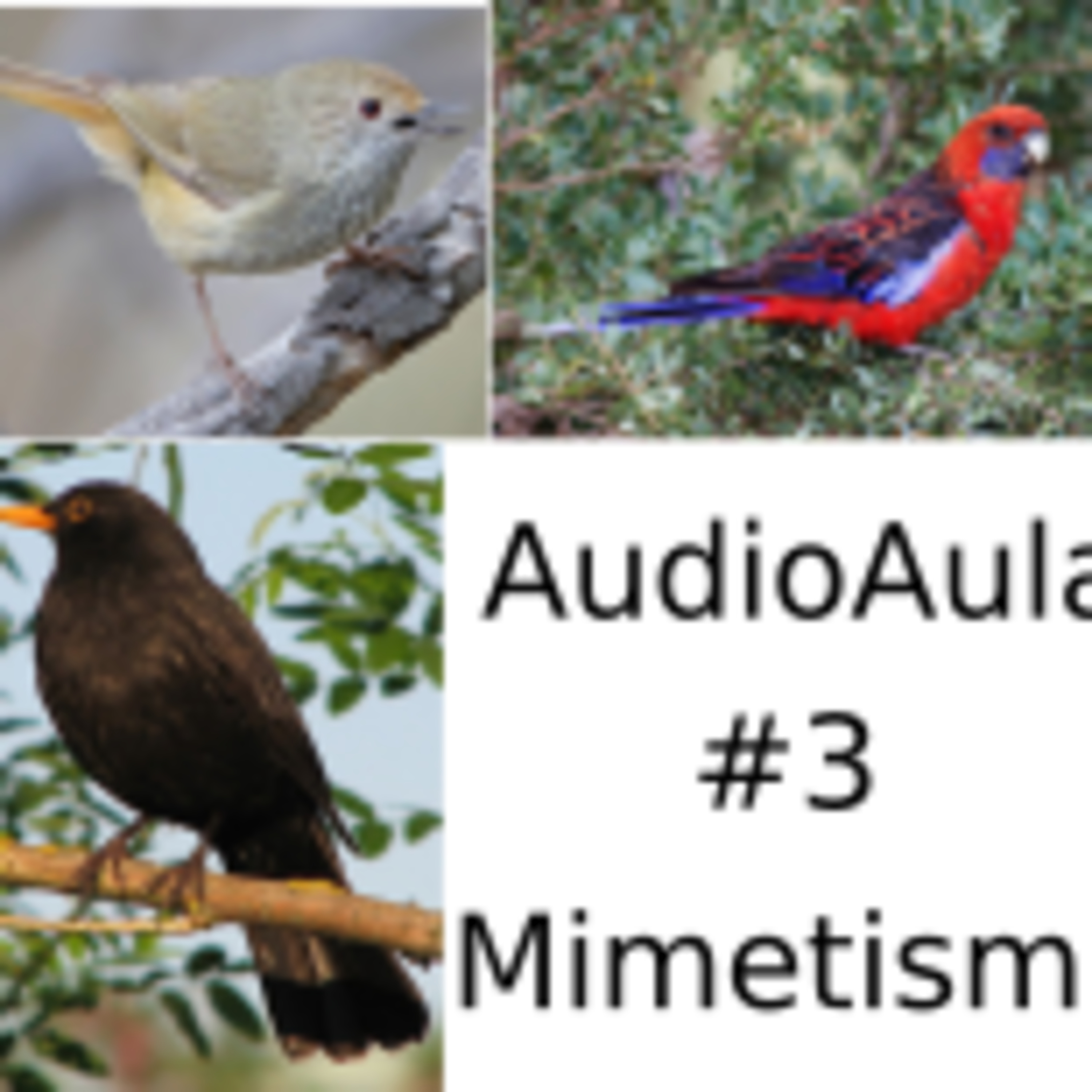 Ep.03 Mimetismo