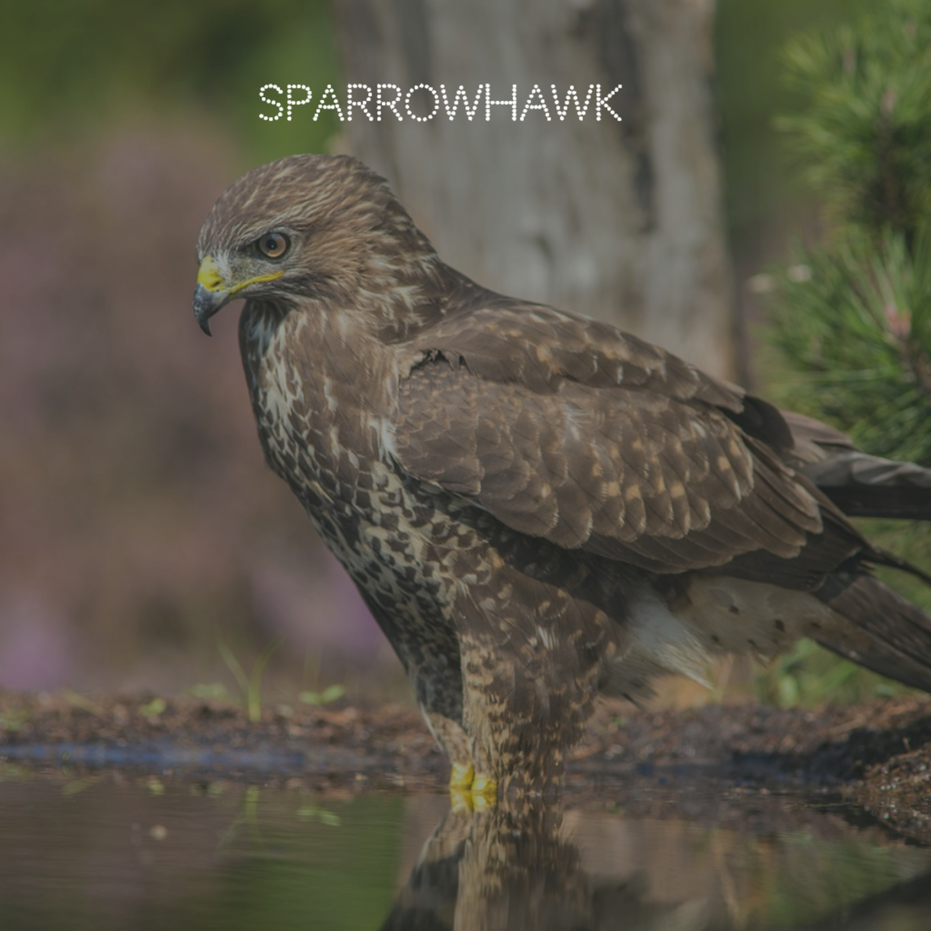 Sparrowhawk