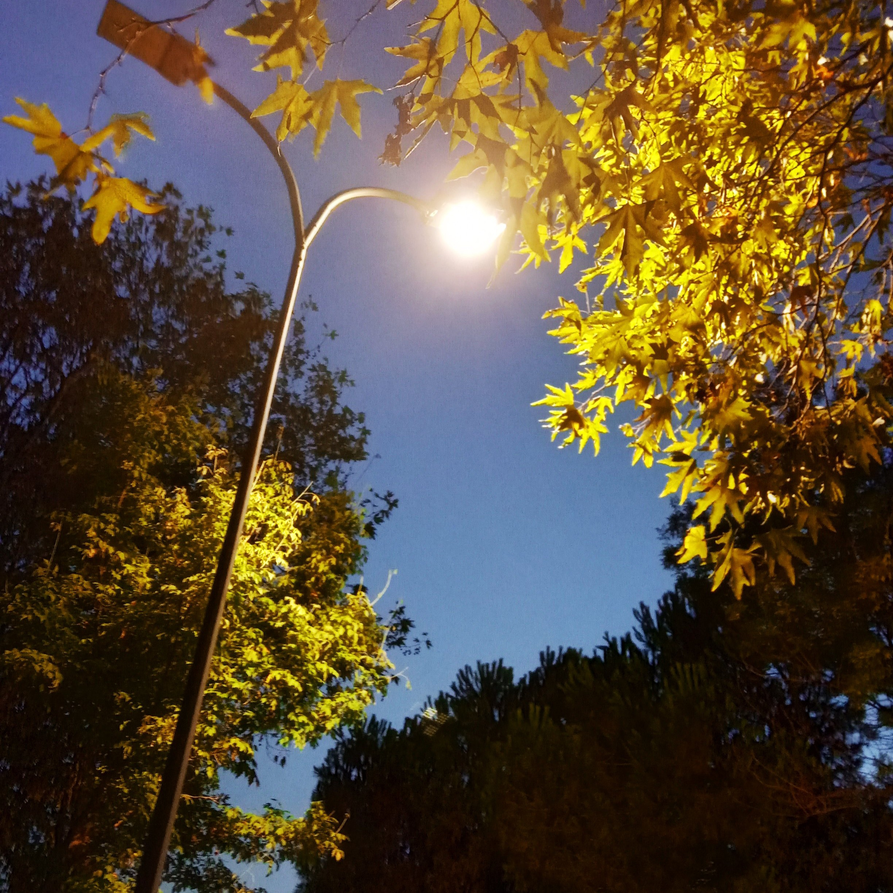 Sirat Senja