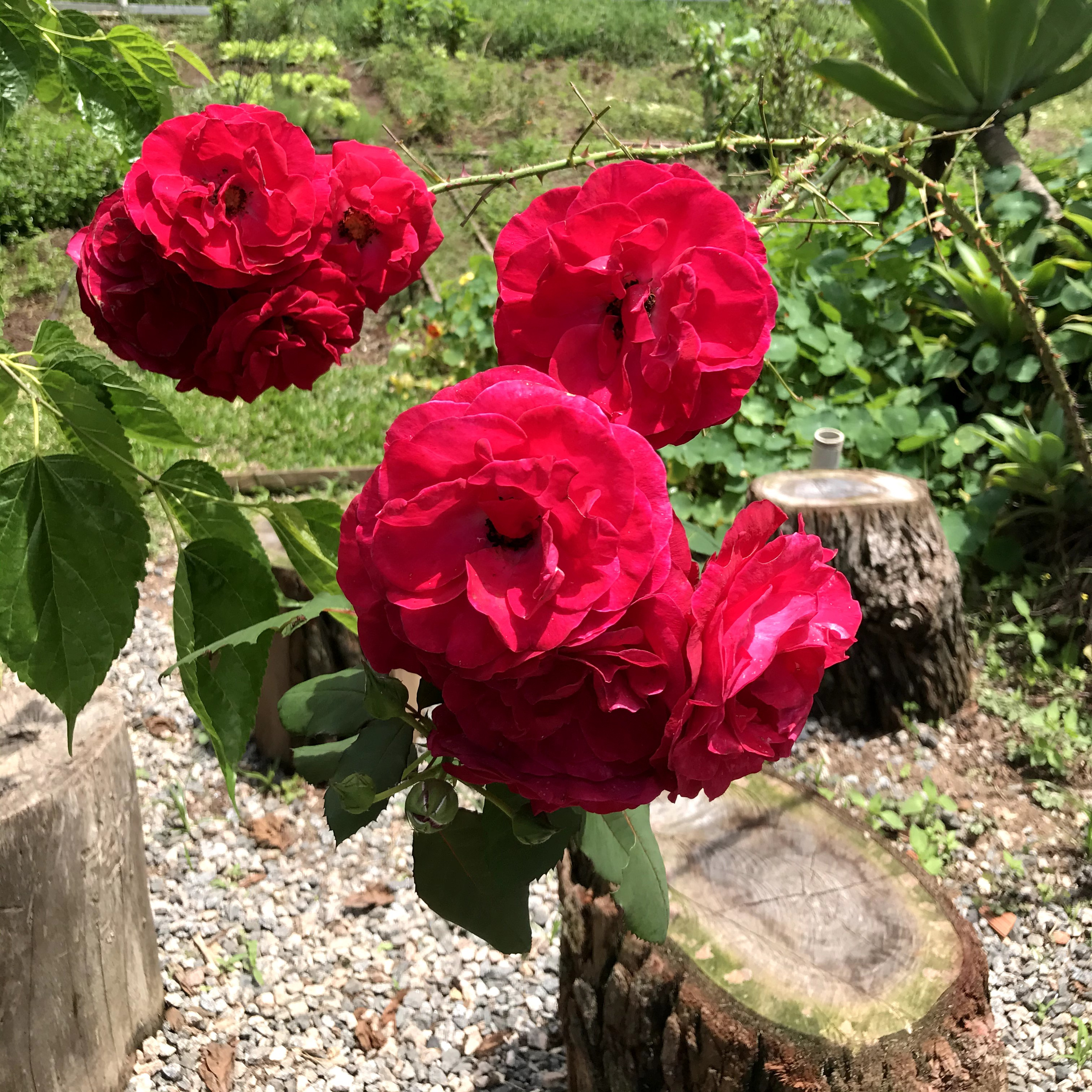 O gênio e as rosas episode artwork