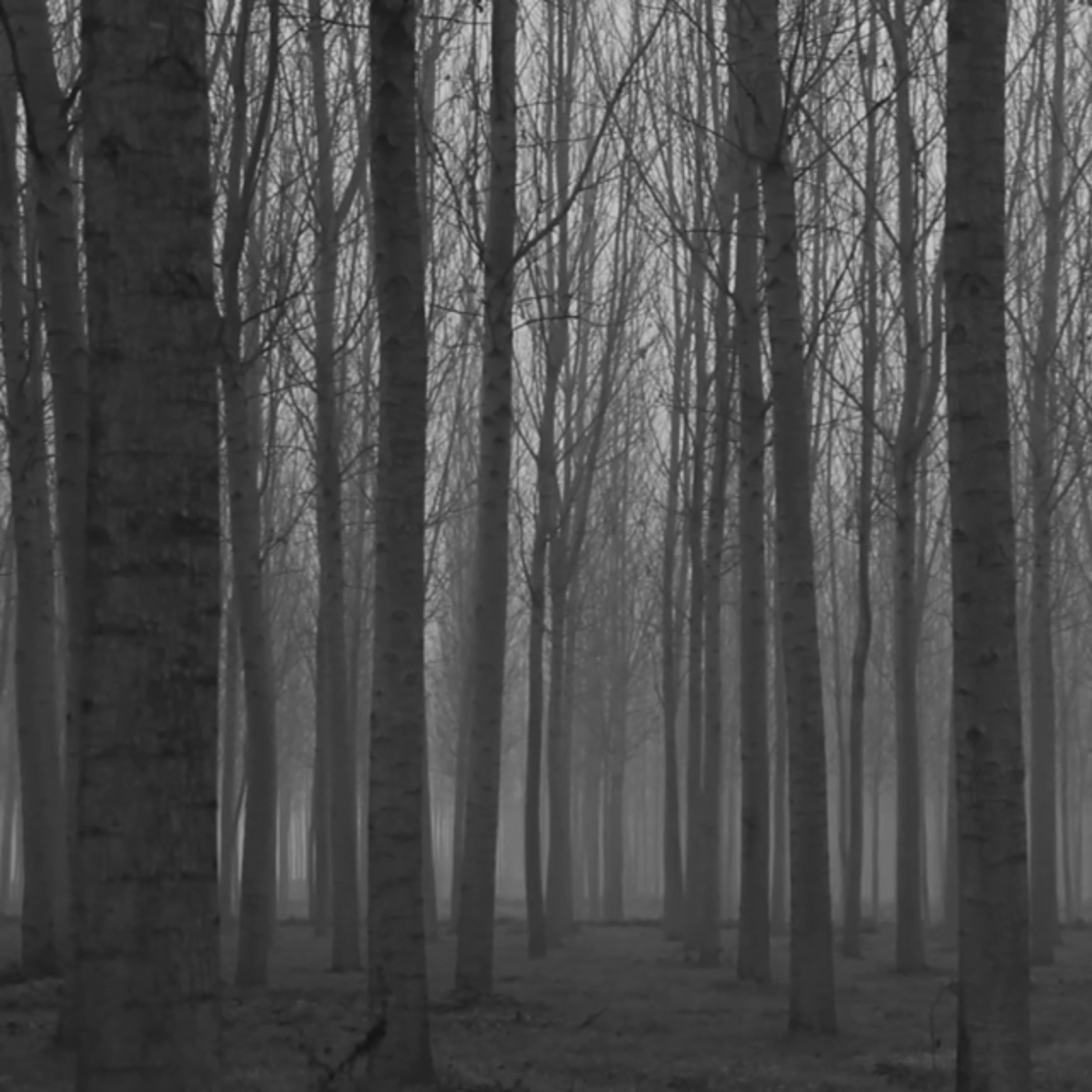 The Door In The Woods Part 1  episode artwork