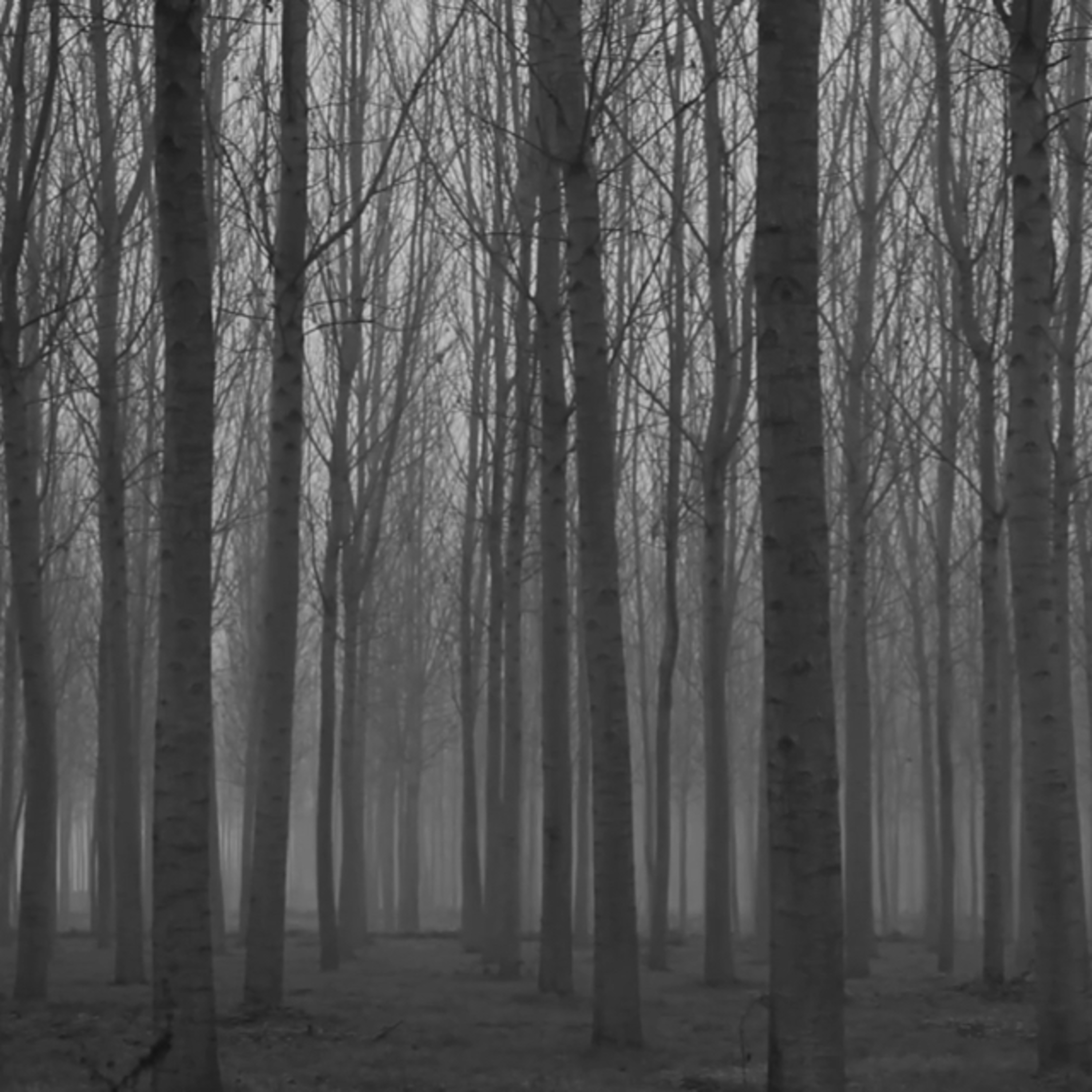 The Door In The Woods Part 3 episode artwork