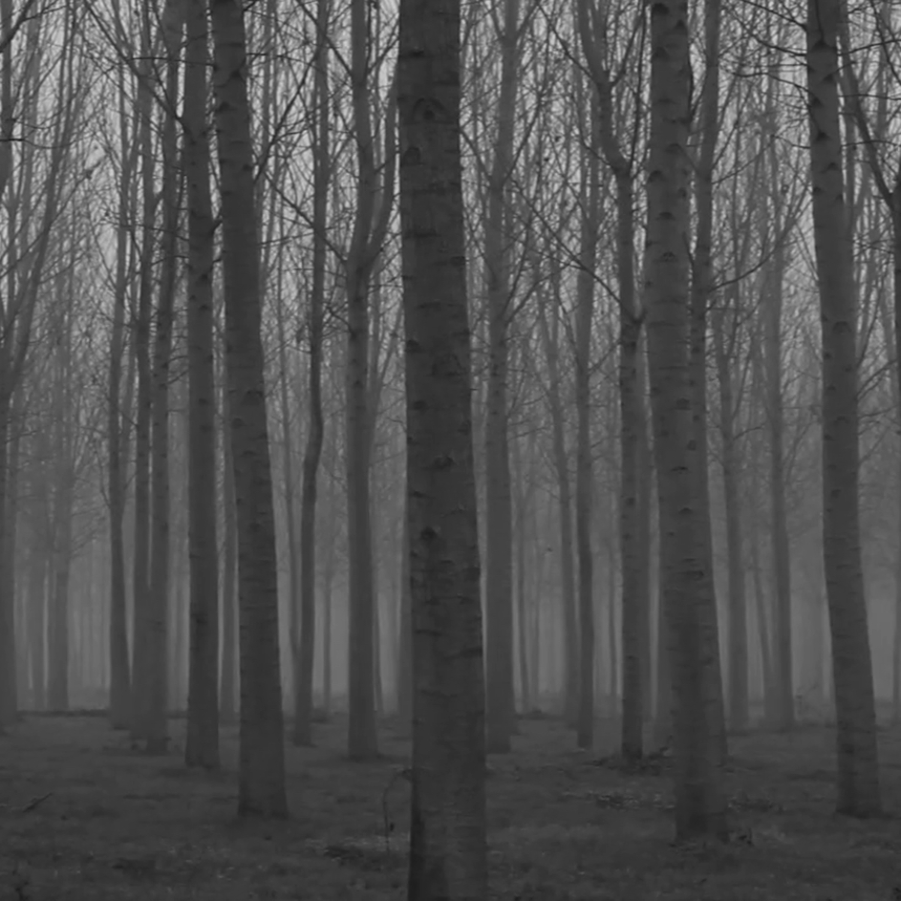 The Door In The Woods Part 11 episode artwork