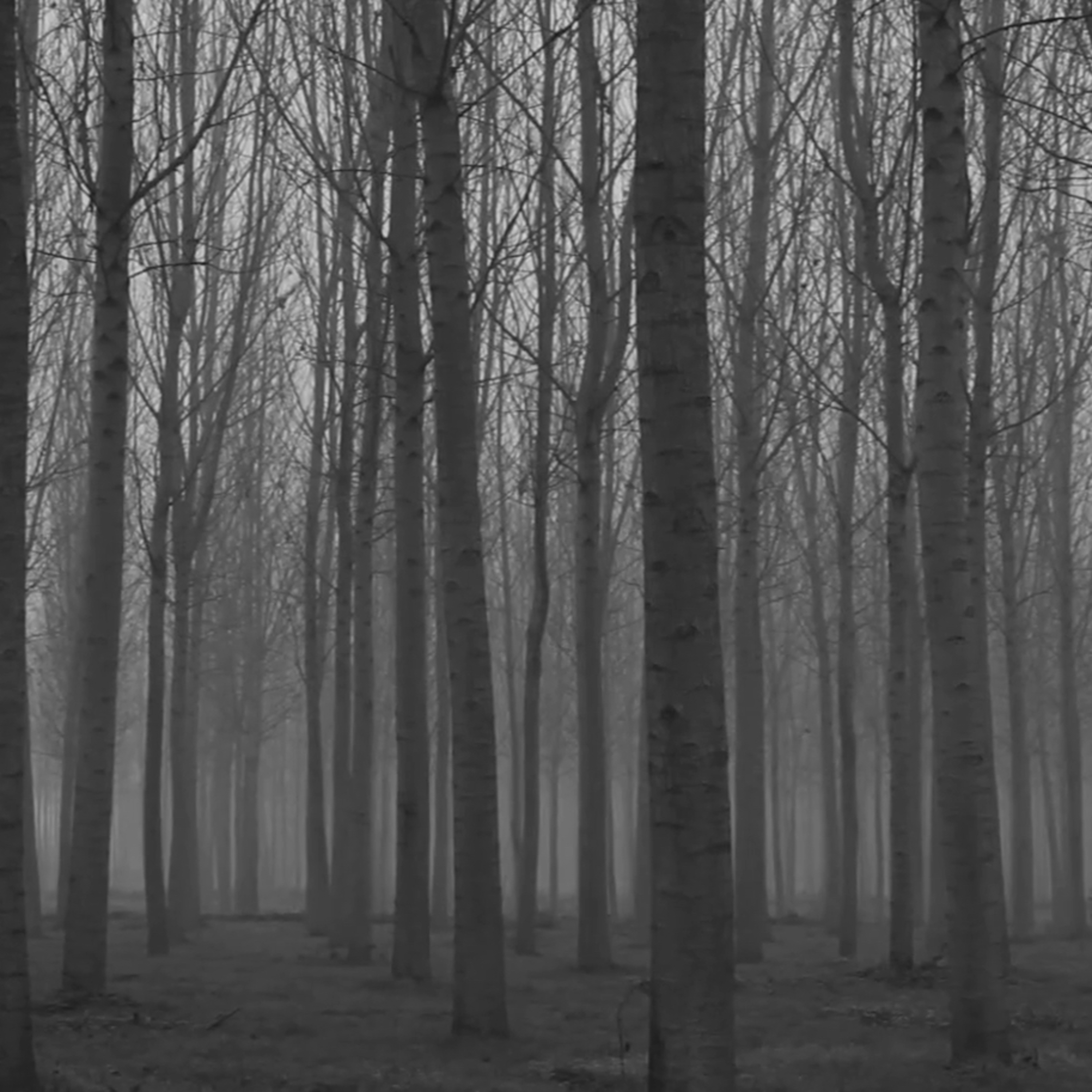 The Door In The Woods Part 12 episode artwork