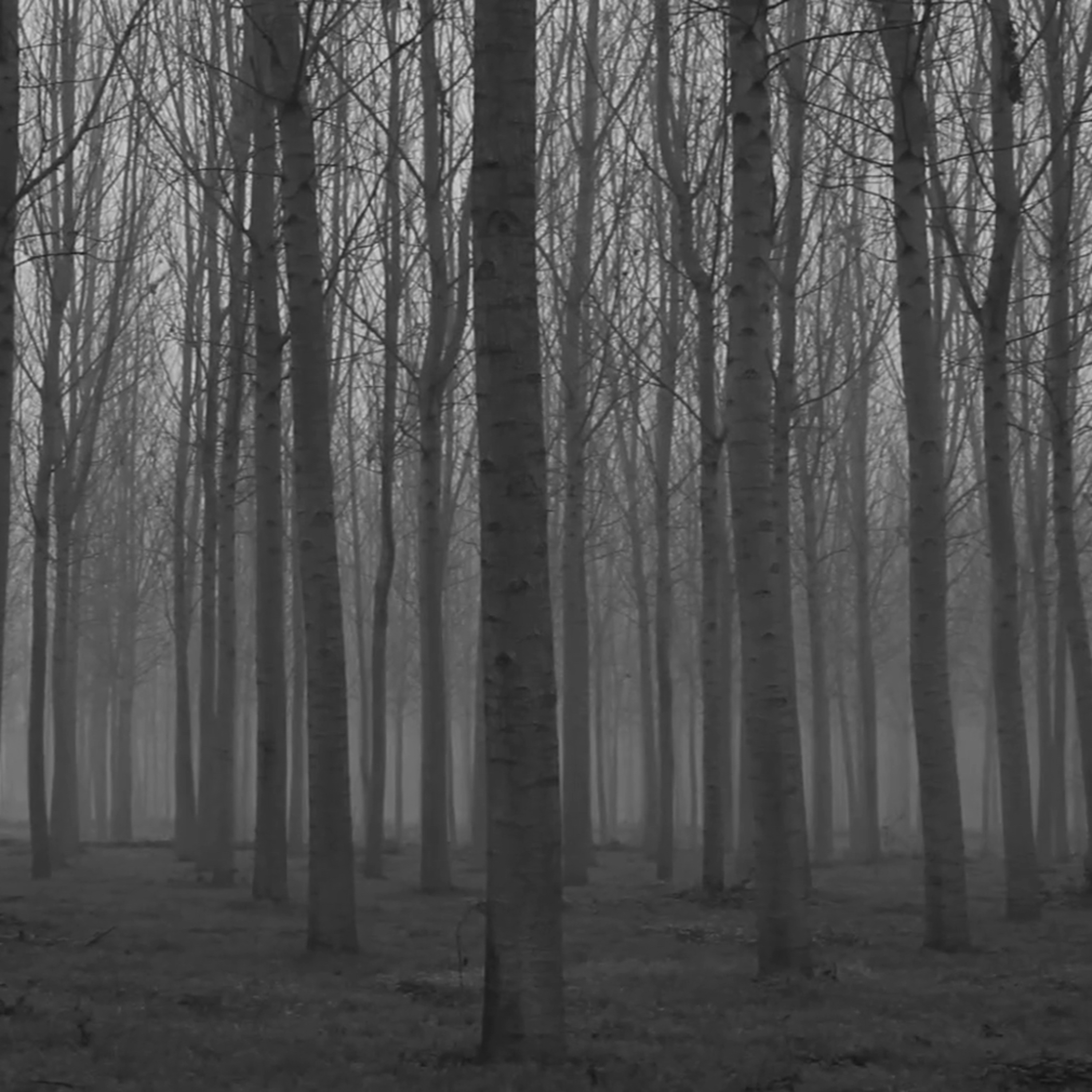 The Door In The Woods Part 14 episode artwork