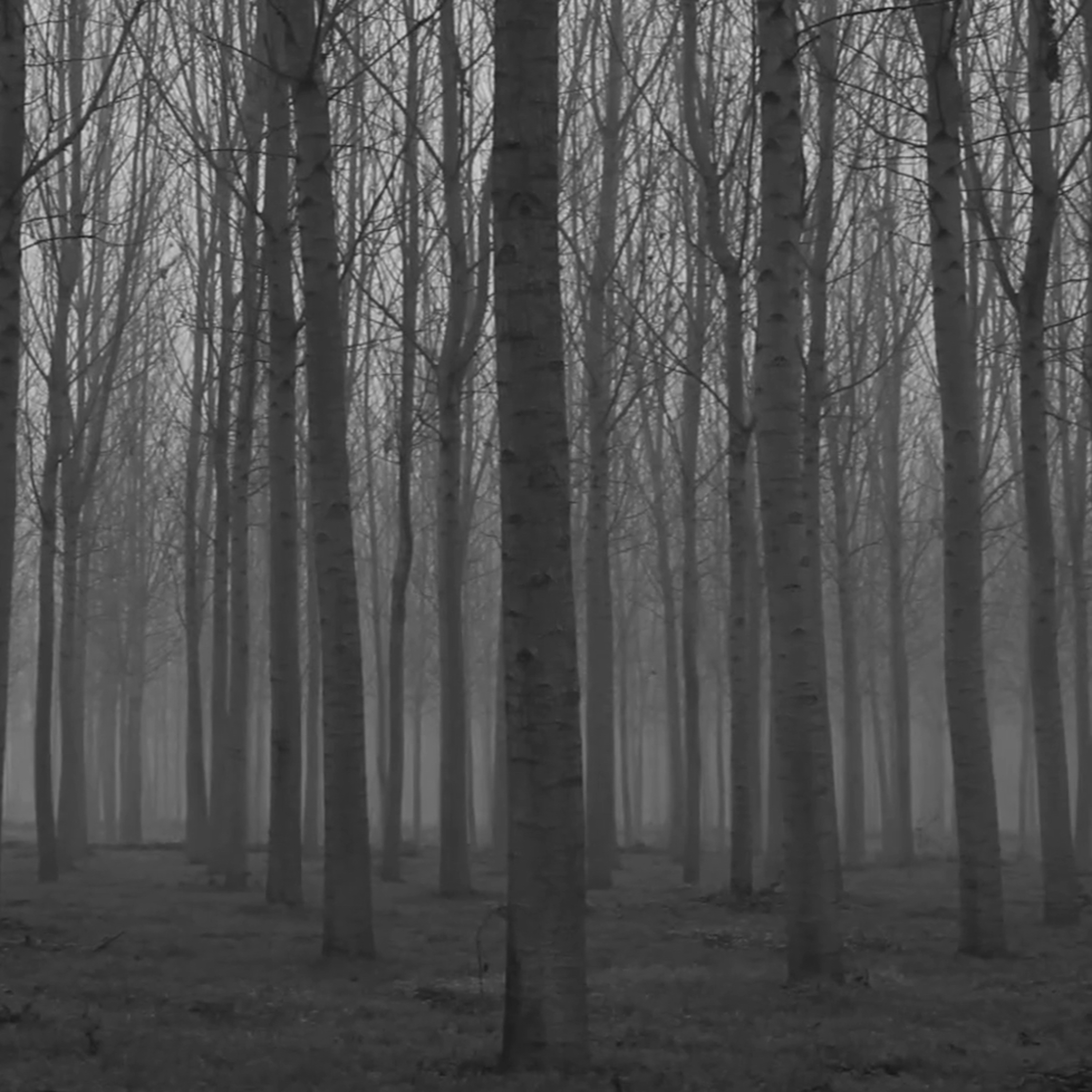 The Door In The Woods Part 16 episode artwork